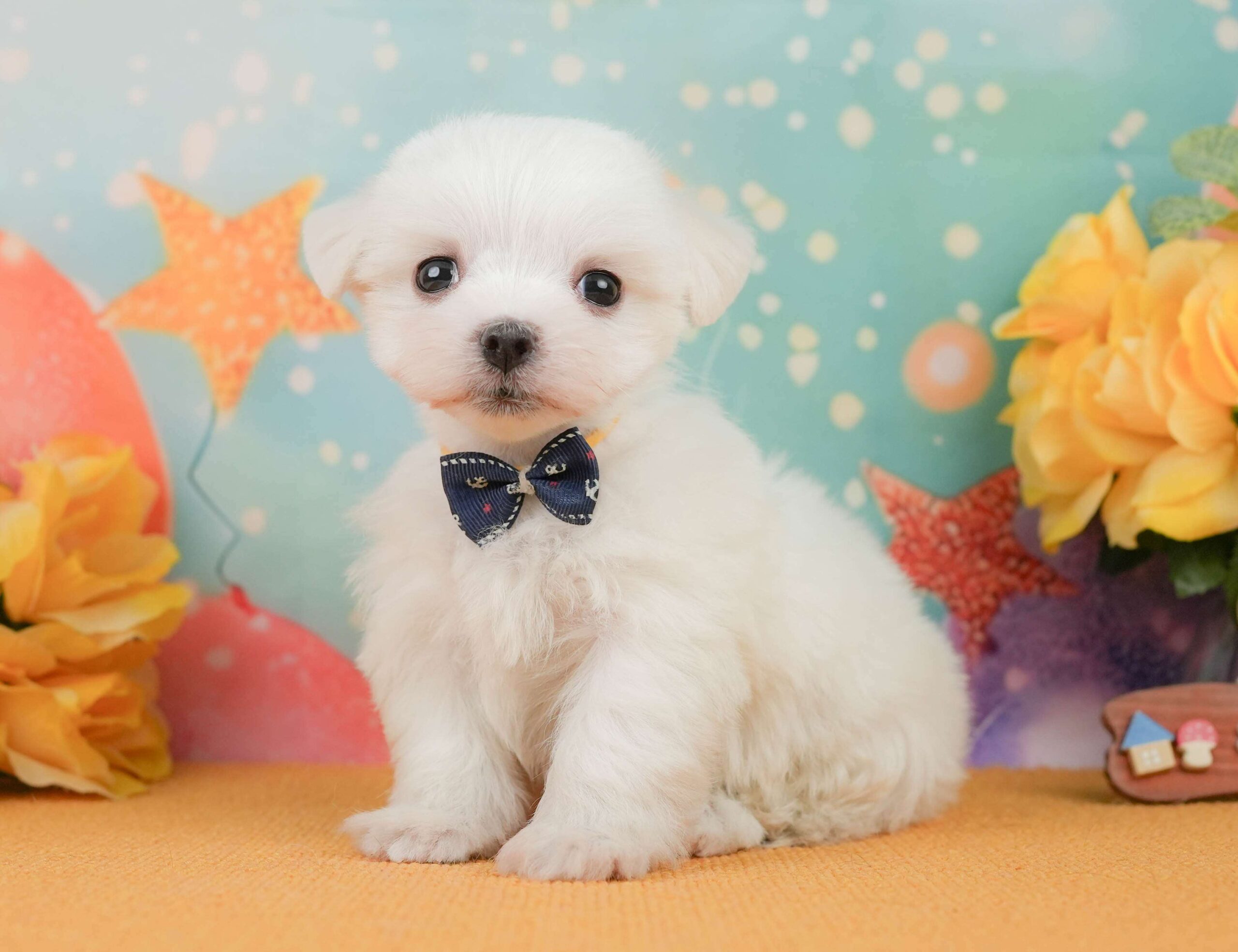マルチーズ | 男の子 | ホワイト | 2026年1月23日