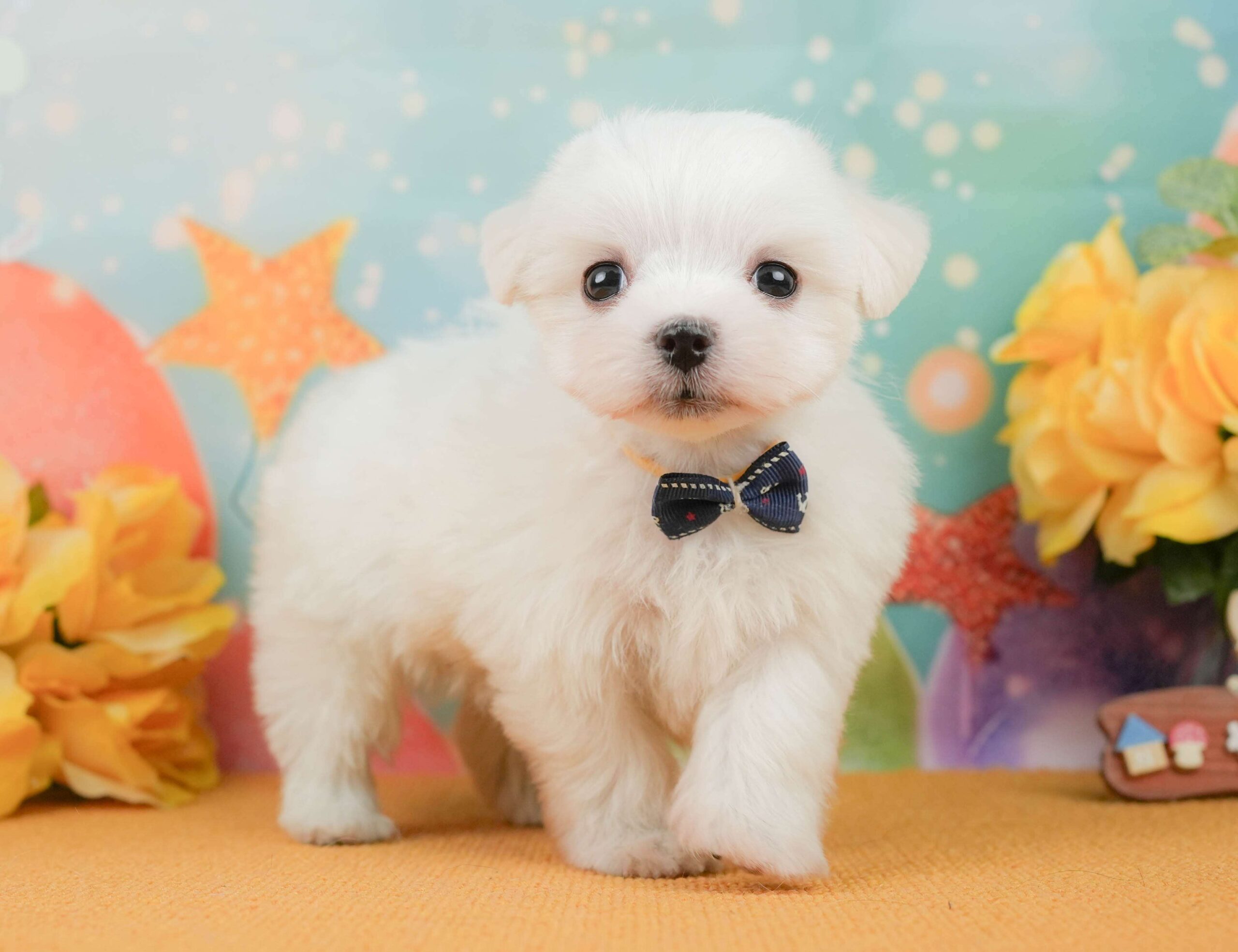 マルチーズ | 男の子 | ホワイト | 2026年1月23日