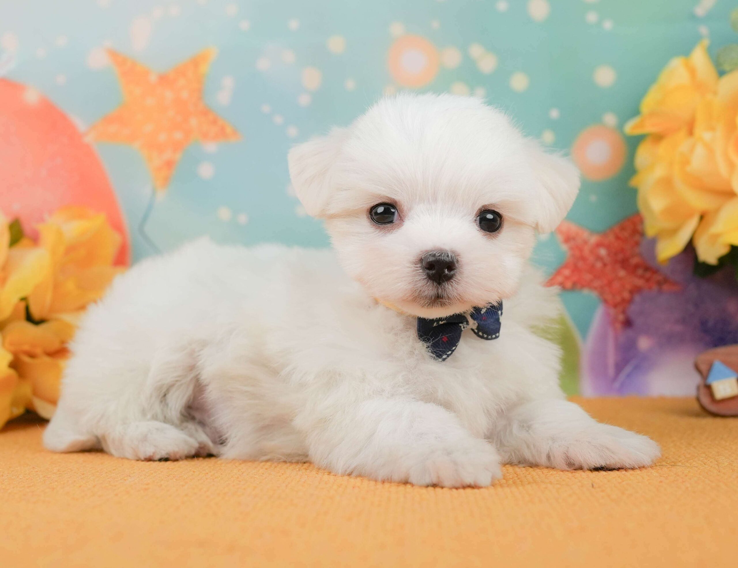 マルチーズ | 男の子 | ホワイト | 2026年1月23日