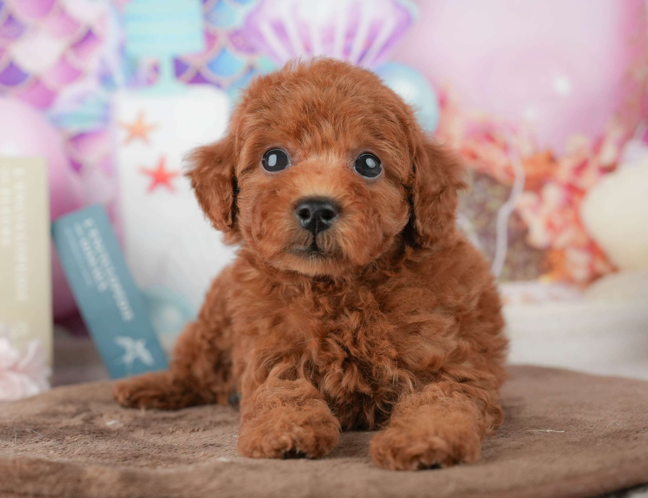 トイ・プードル | 男の子 | レッド | 2026年1月23日