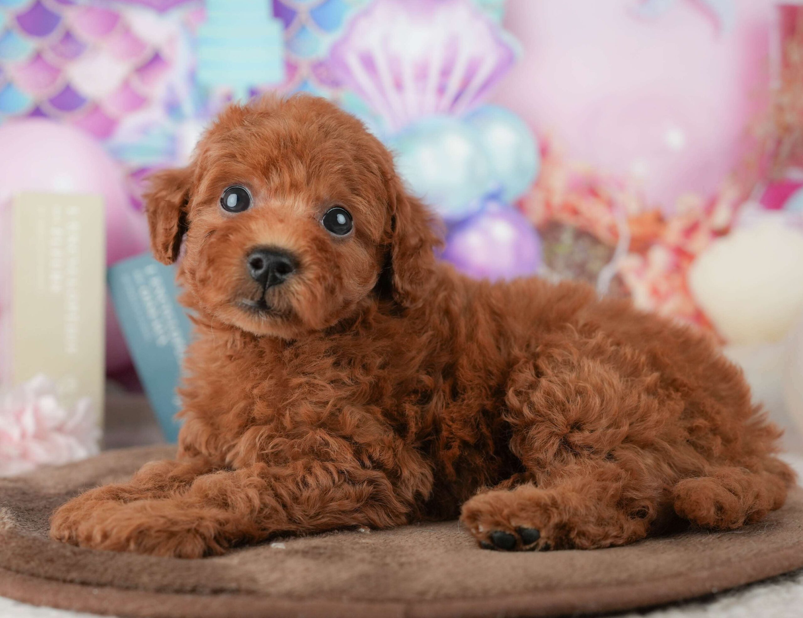 トイ・プードル | 男の子 | レッド | 2026年1月23日