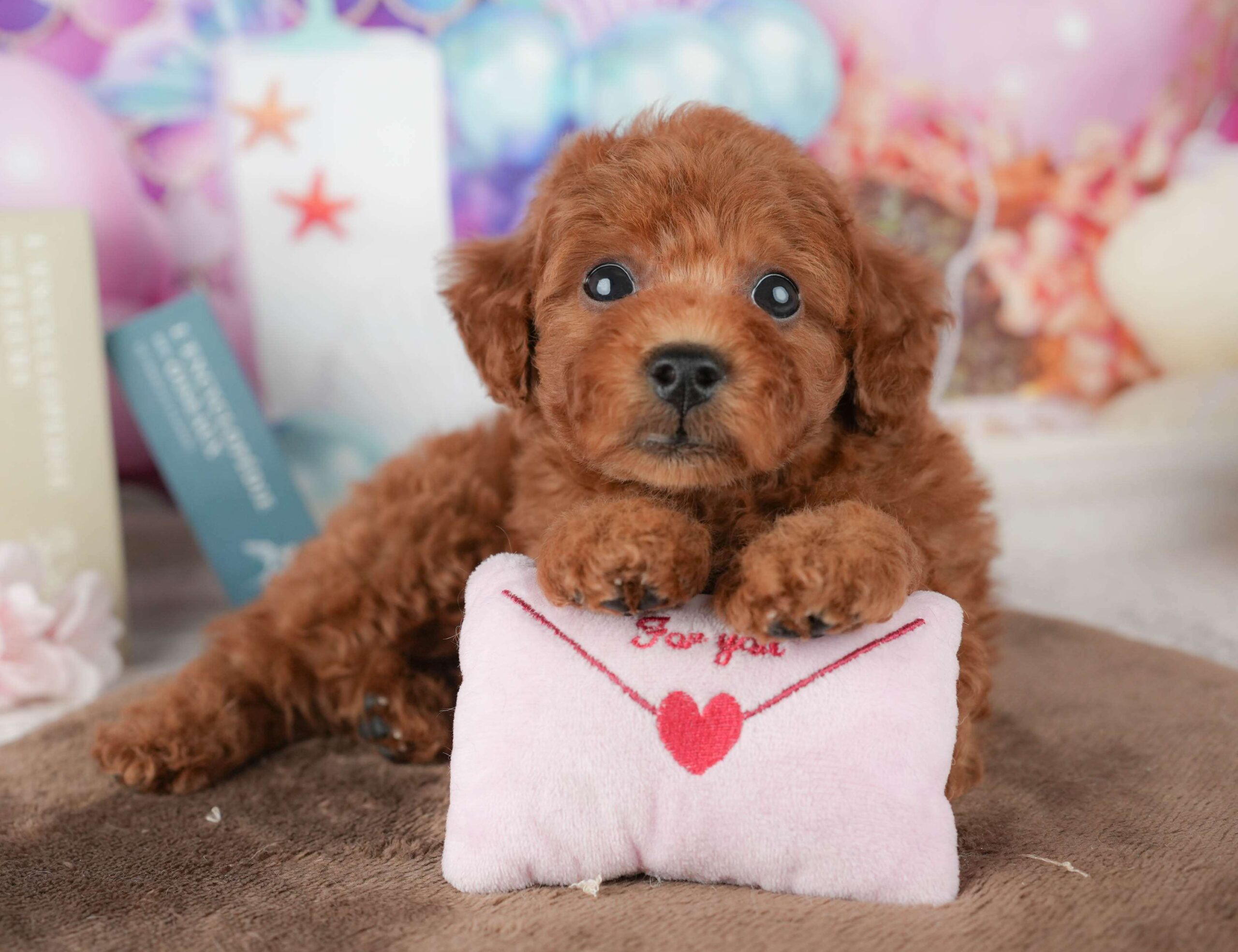 トイ・プードル | 男の子 | レッド | 2026年1月23日