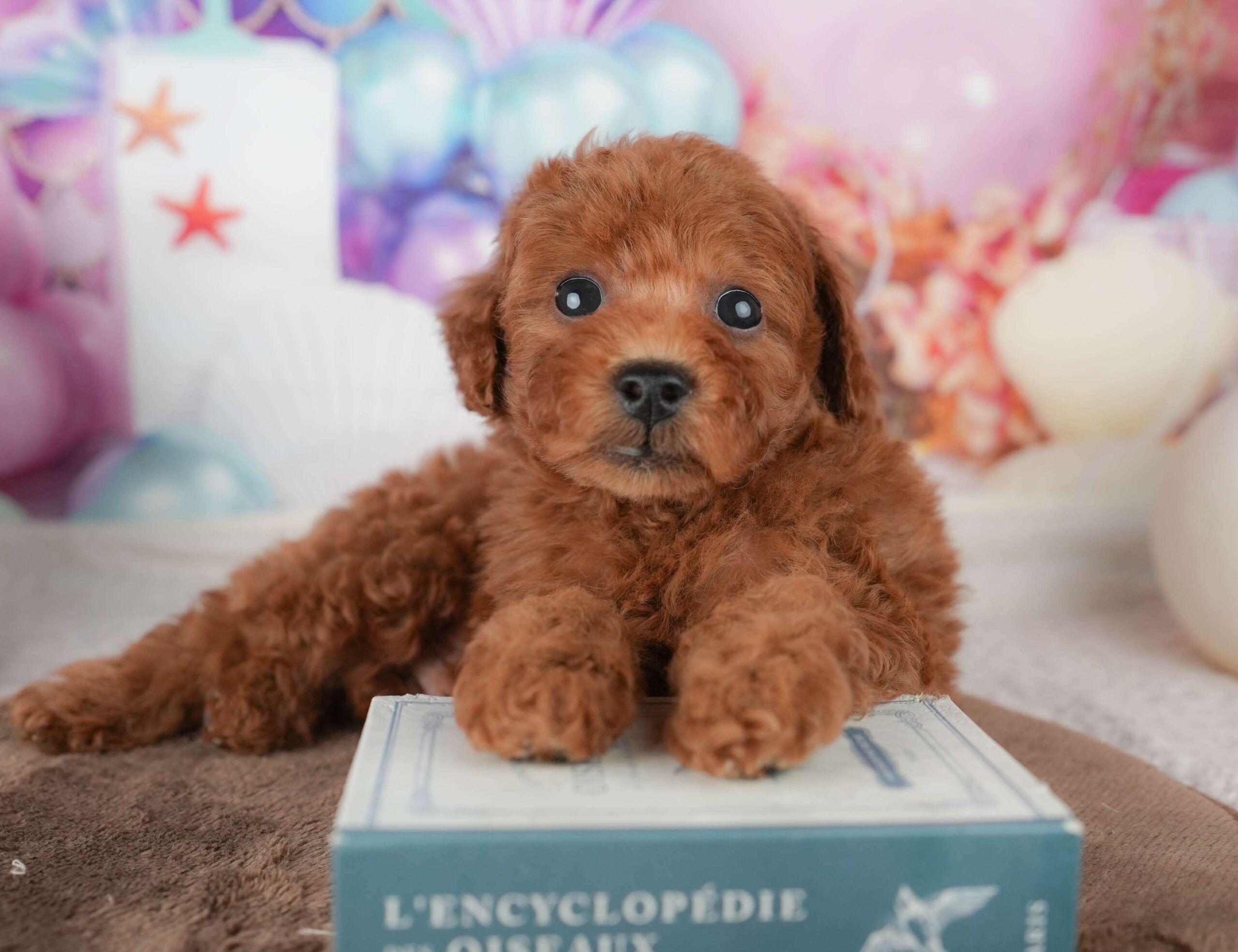 トイ・プードル | 男の子 | レッド | 2026年1月23日