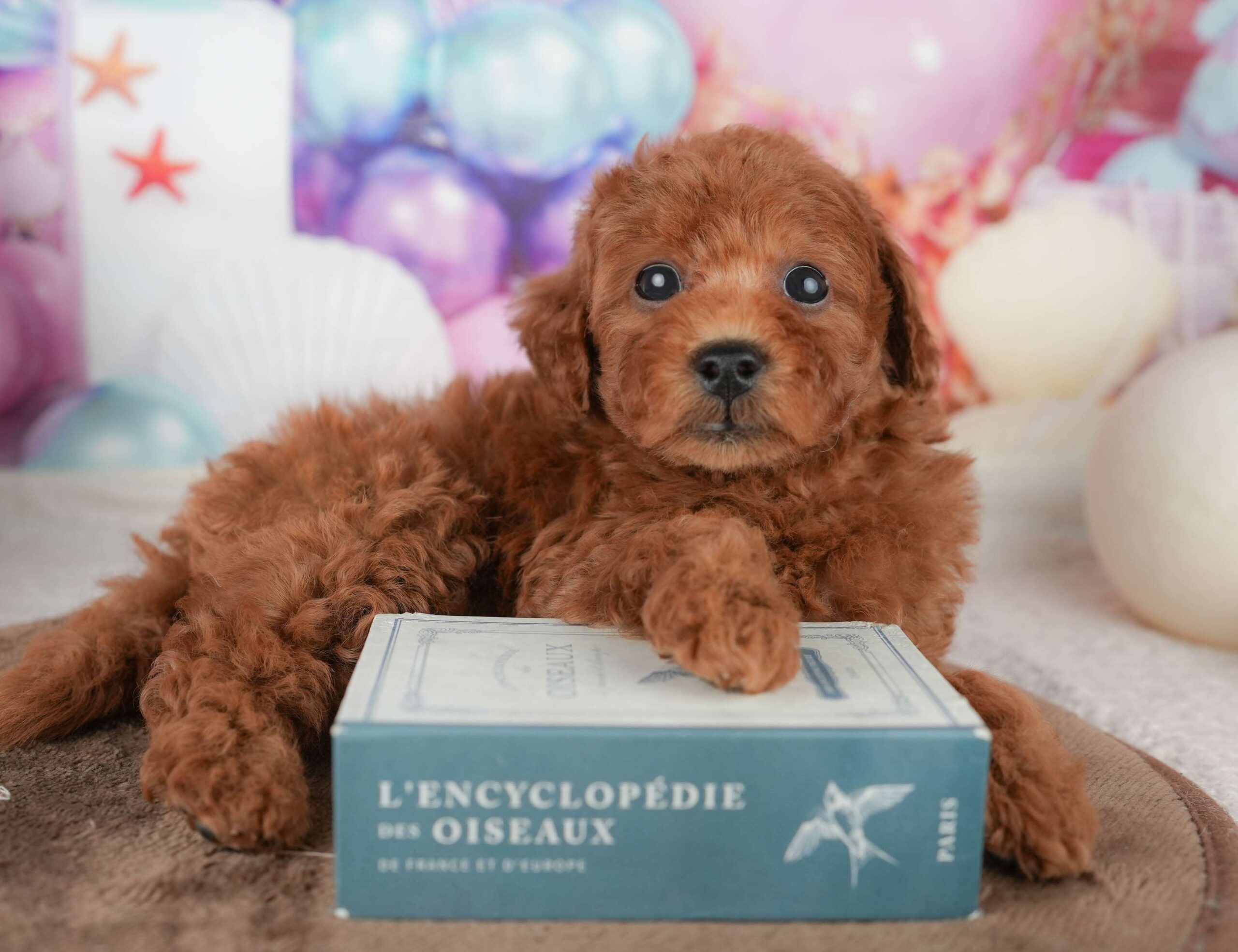 トイ・プードル | 男の子 | レッド | 2026年1月23日