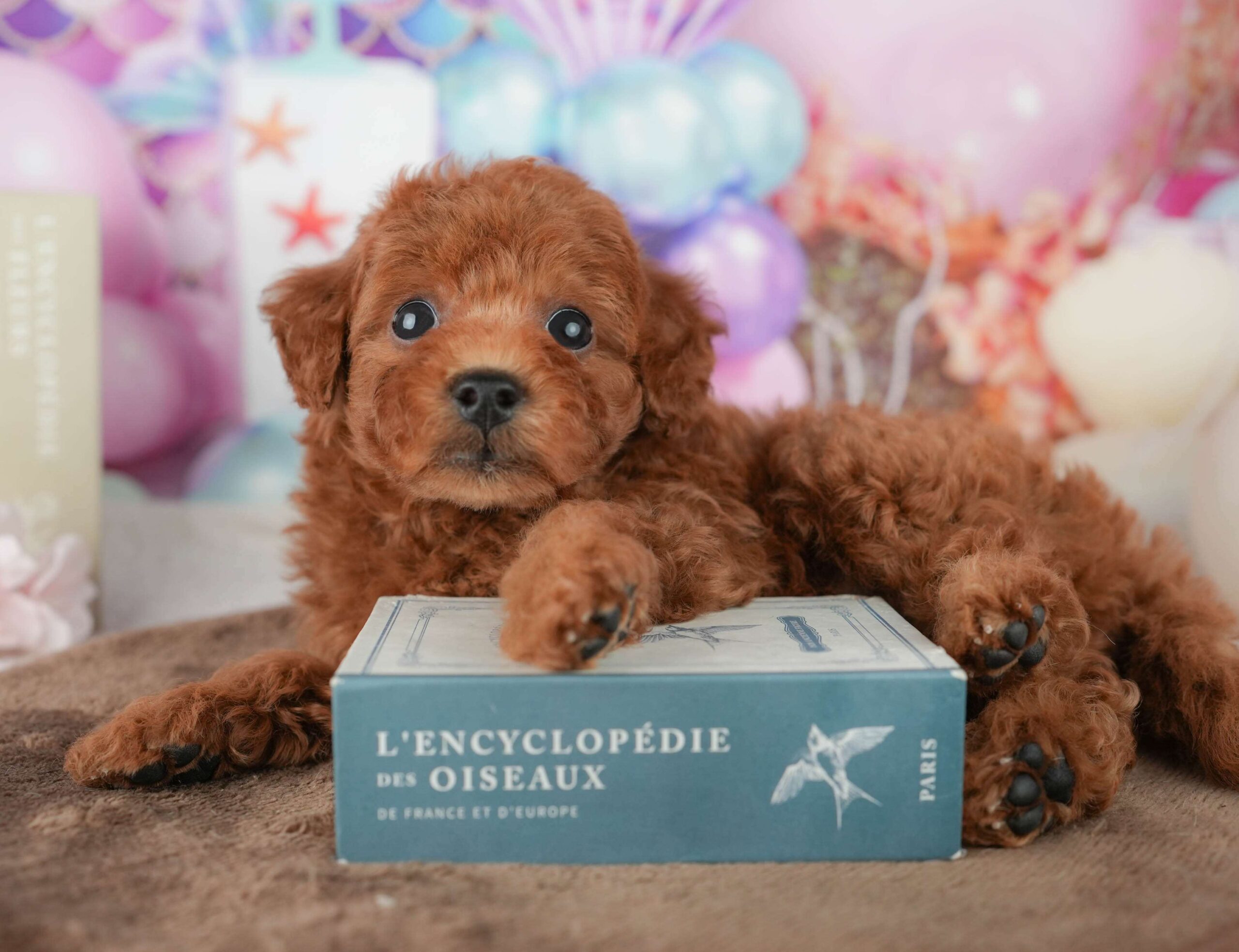 トイ・プードル | 男の子 | レッド | 2026年1月23日