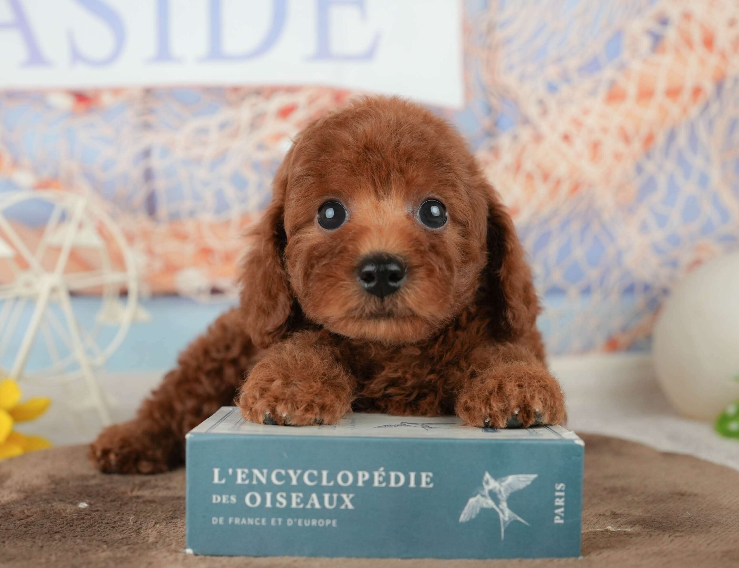 トイ・プードル | 男の子 | レッド | 2026年1月23日