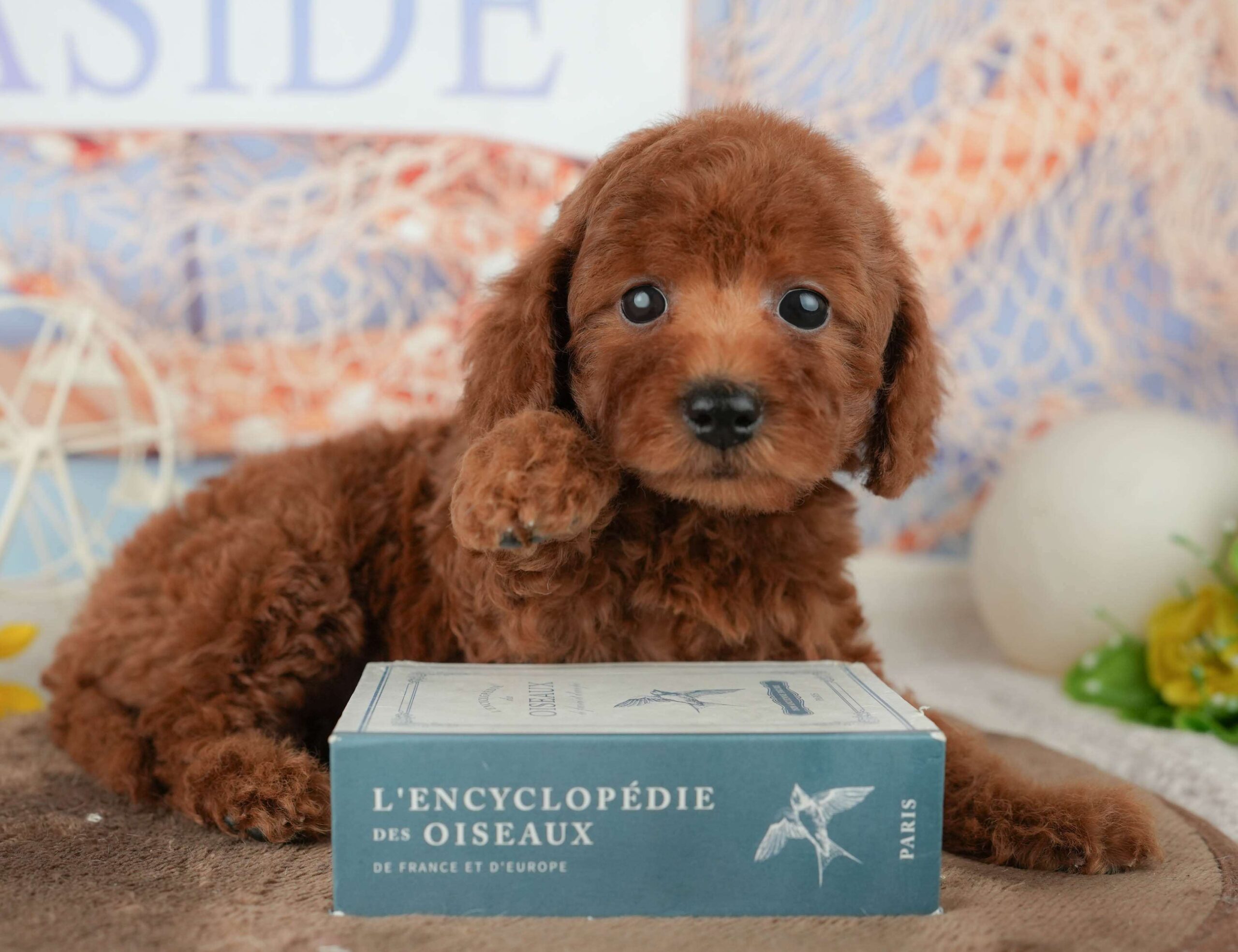 トイ・プードル | 男の子 | レッド | 2026年1月23日