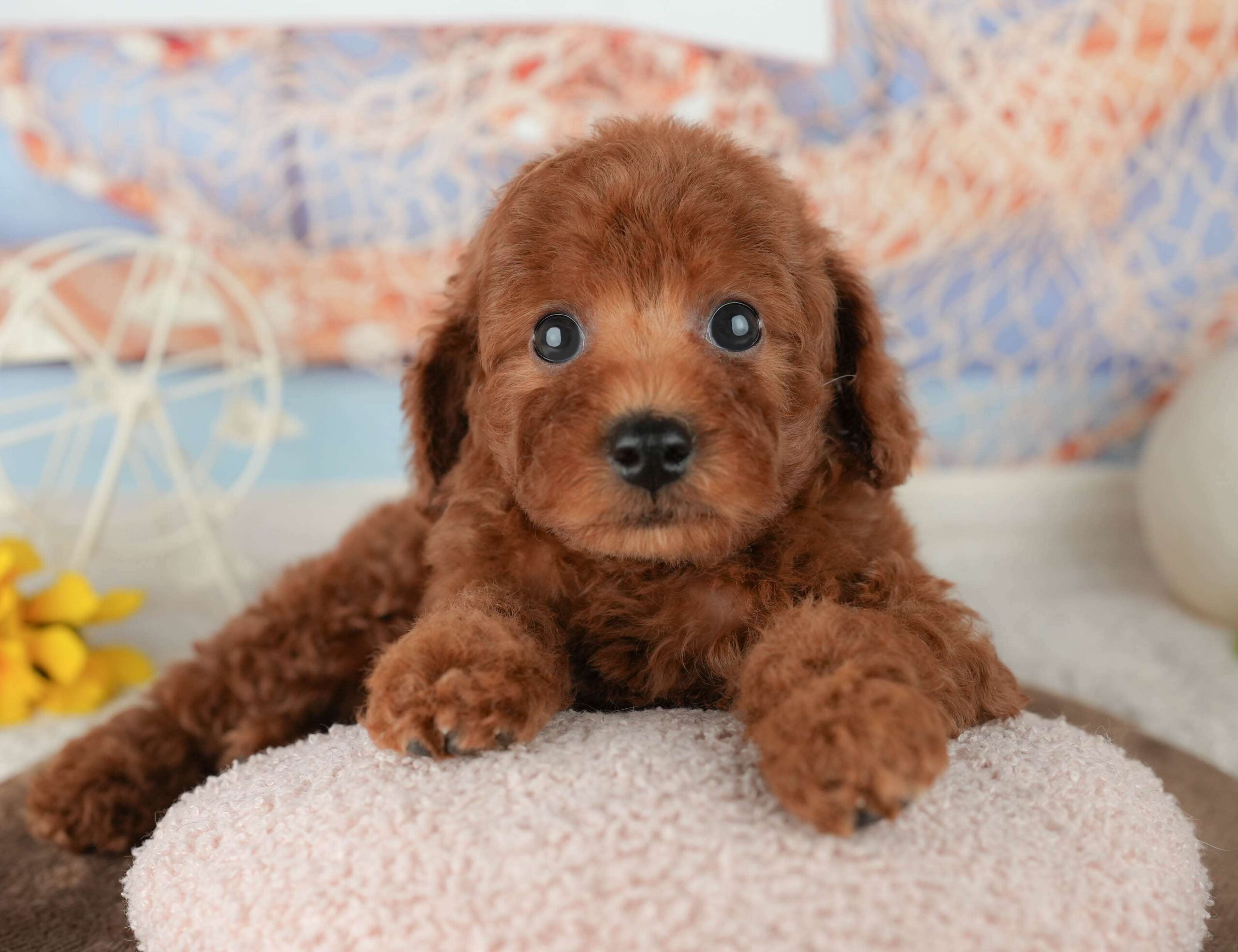 トイ・プードル | 男の子 | レッド | 2026年1月23日