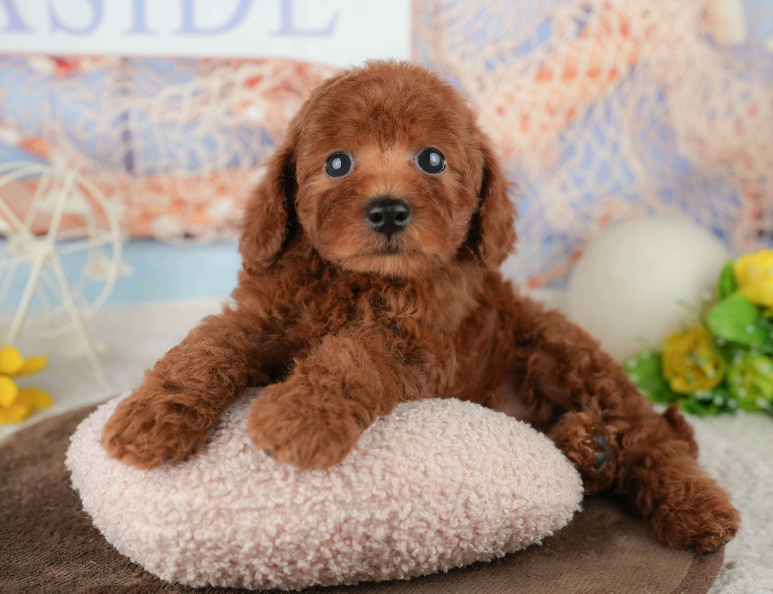 トイ・プードル | 男の子 | レッド | 2026年1月23日