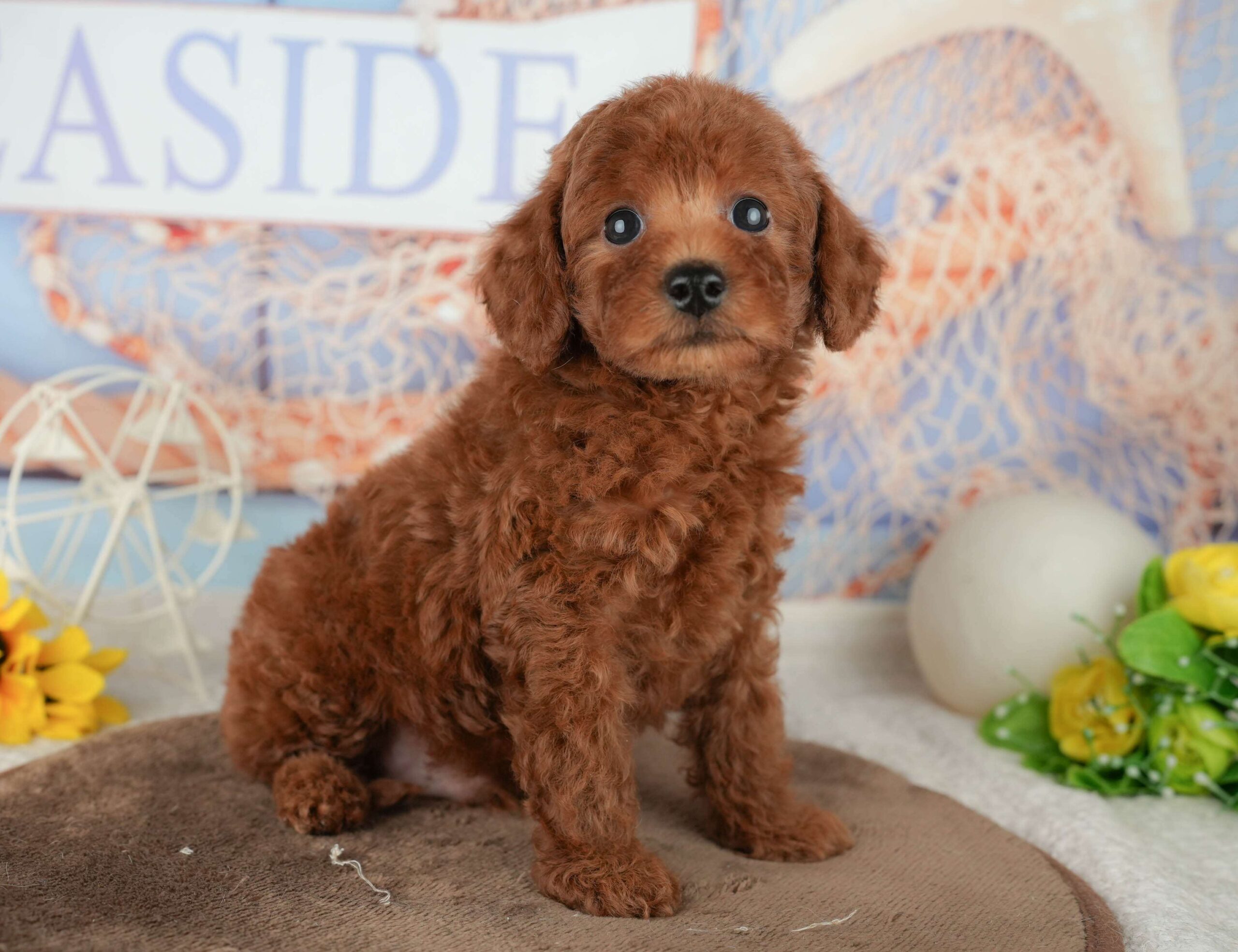 トイ・プードル | 男の子 | レッド | 2026年1月23日