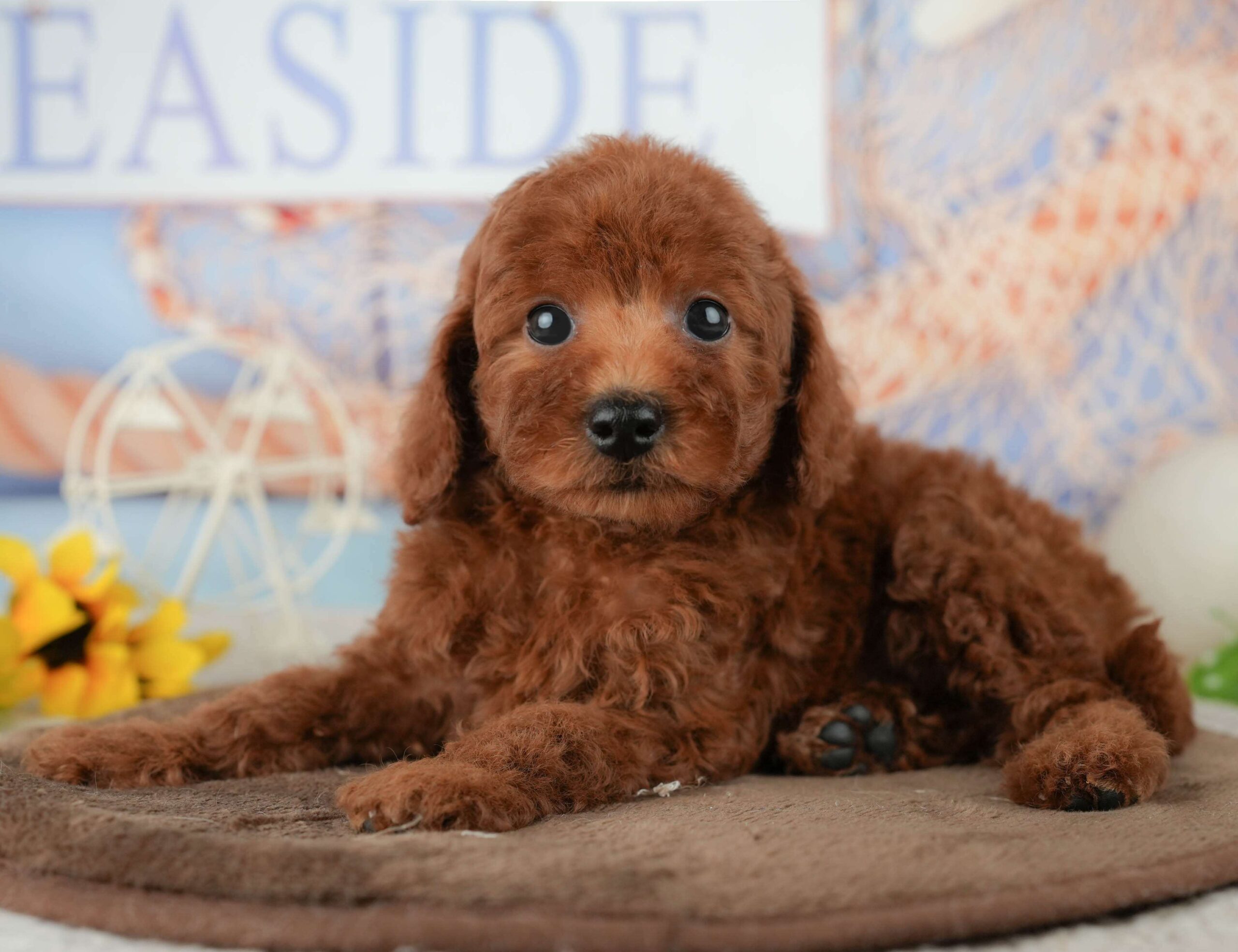 トイ・プードル | 男の子 | レッド | 2026年1月23日