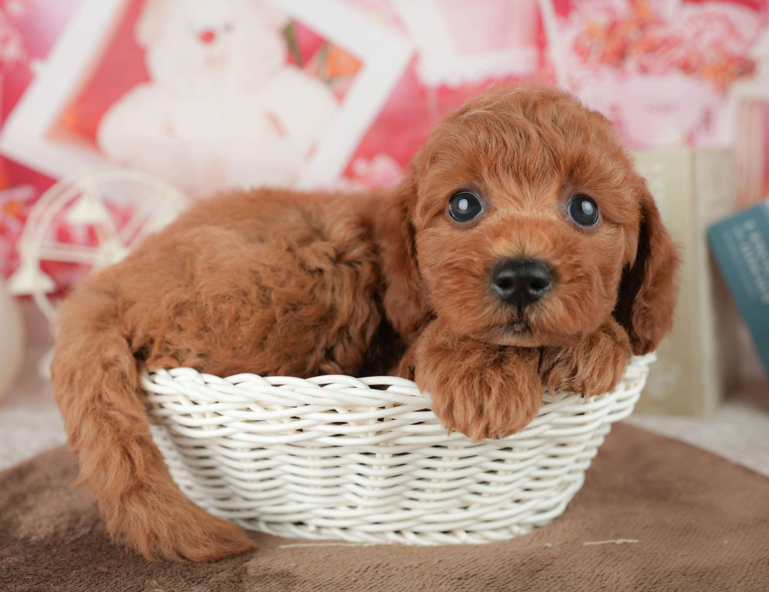 トイ・プードル | 男の子 | レッド | 2026年1月23日