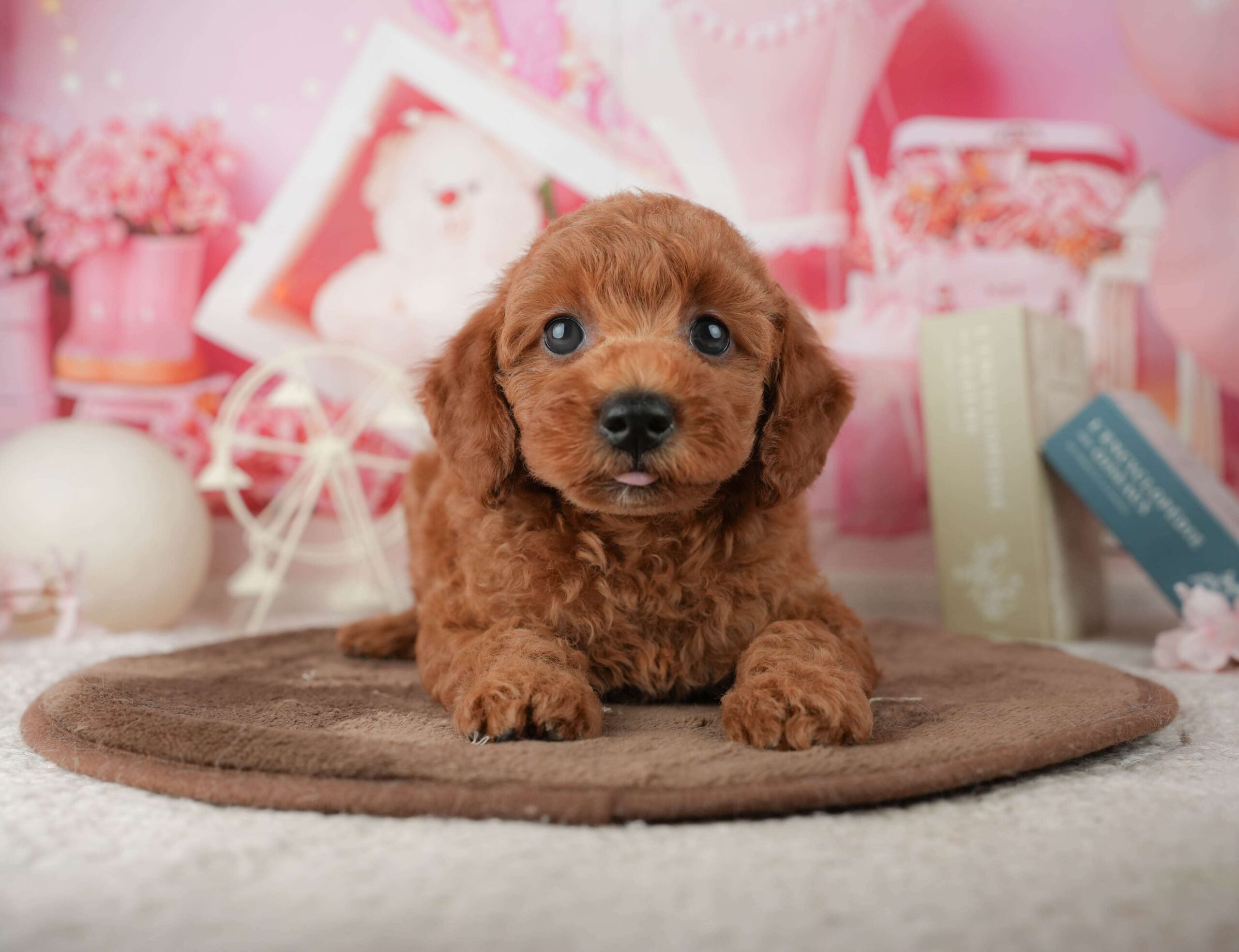 トイ・プードル | 男の子 | レッド | 2026年1月23日