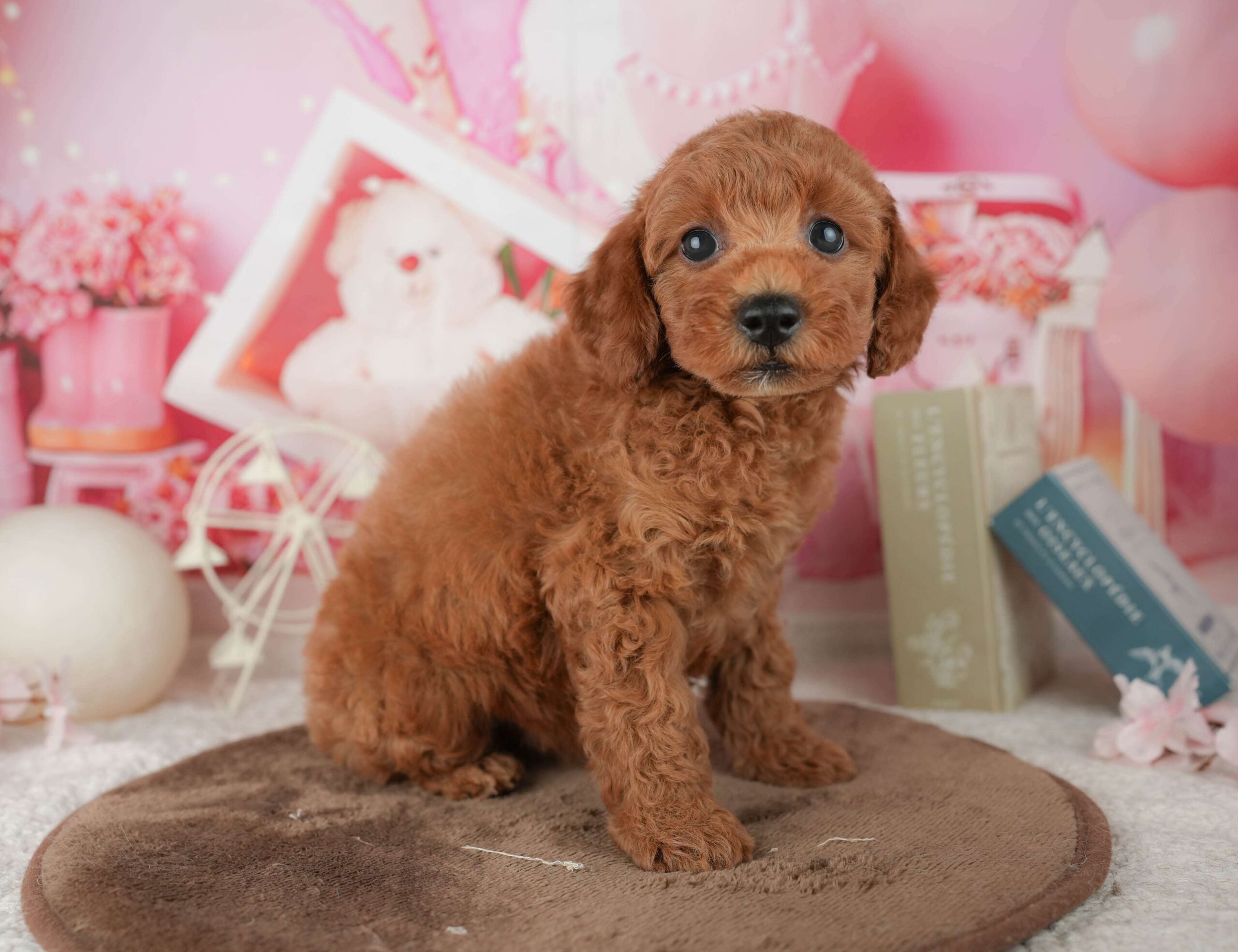 トイ・プードル | 男の子 | レッド | 2026年1月23日