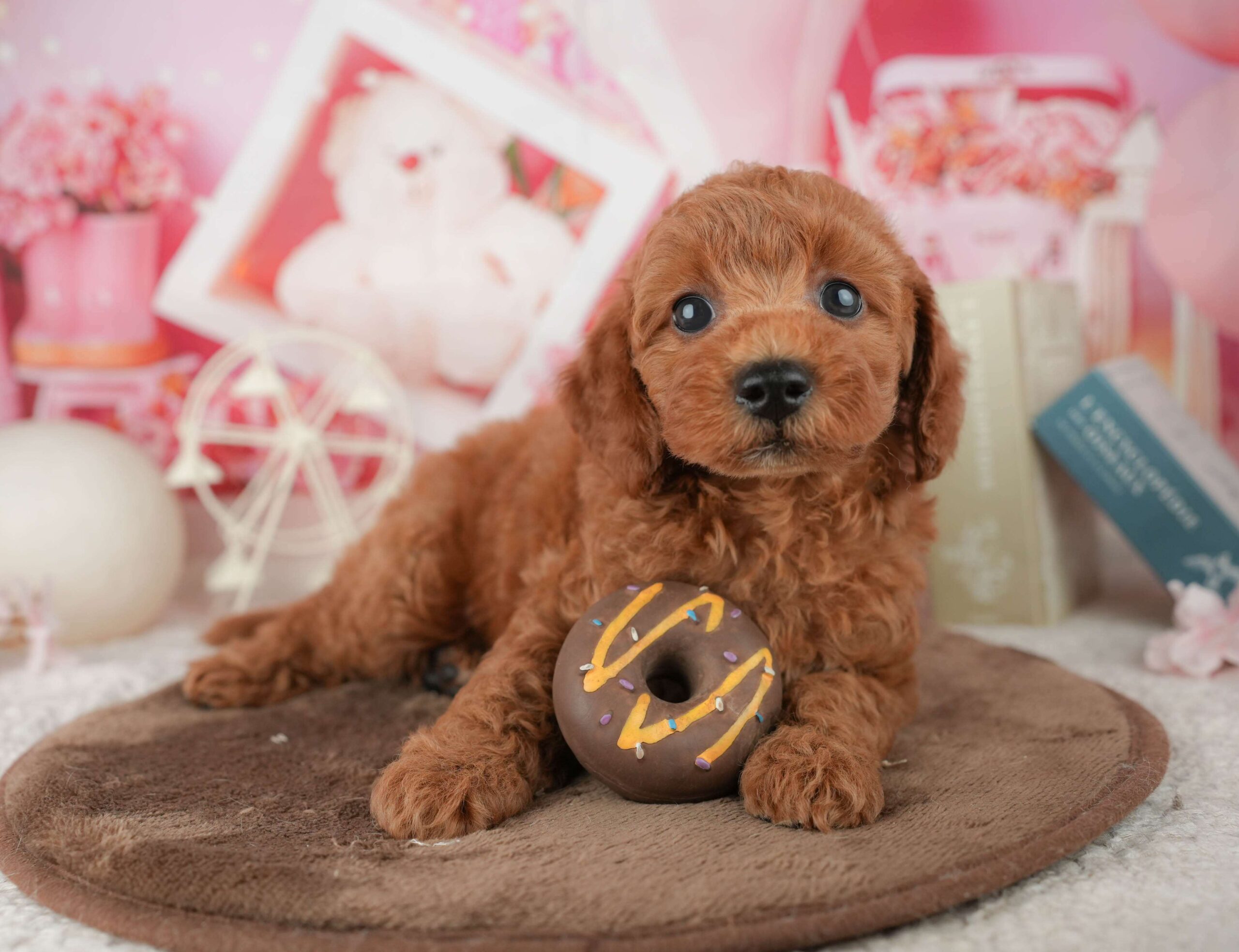 トイ・プードル | 男の子 | レッド | 2026年1月23日