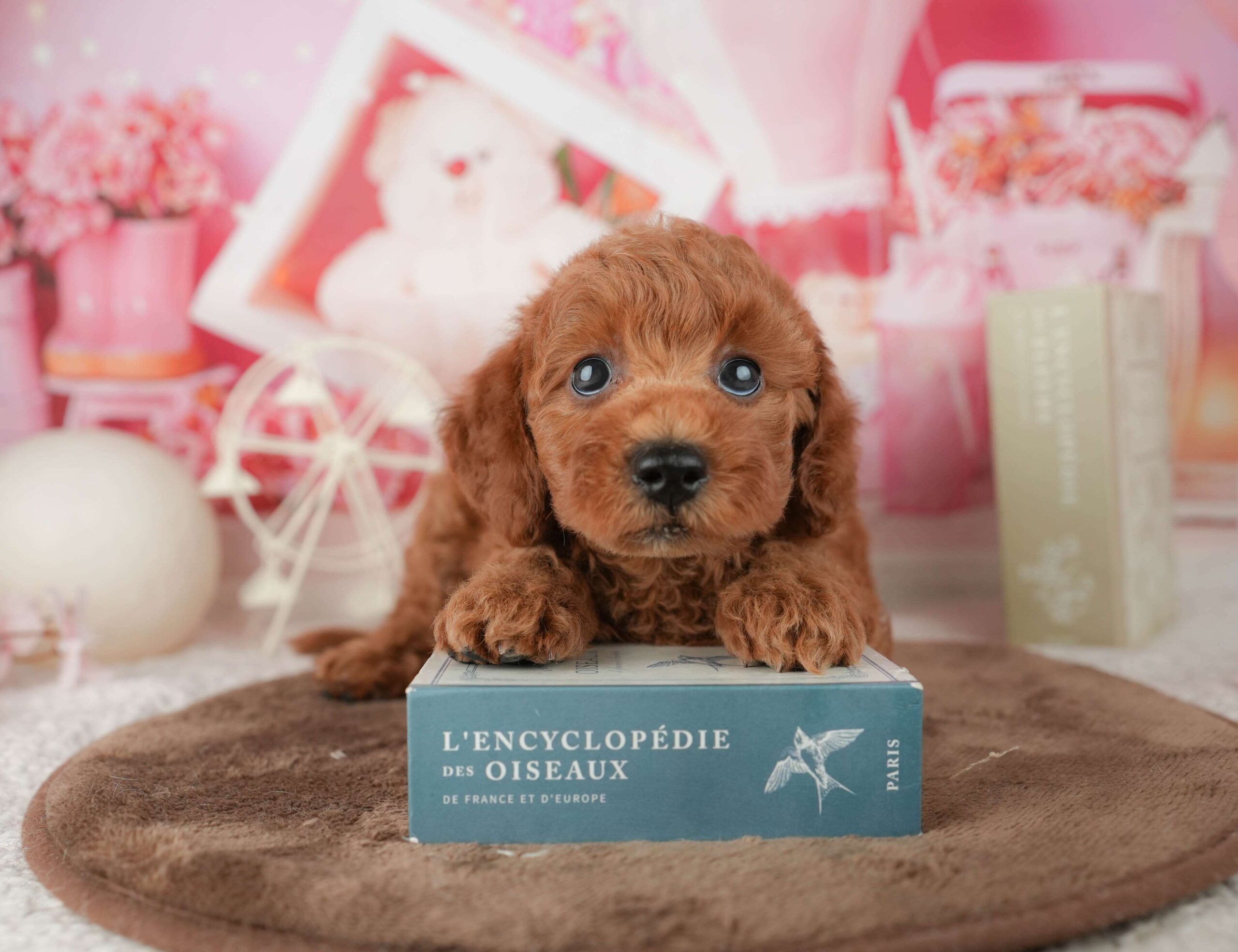 トイ・プードル | 男の子 | レッド | 2026年1月23日