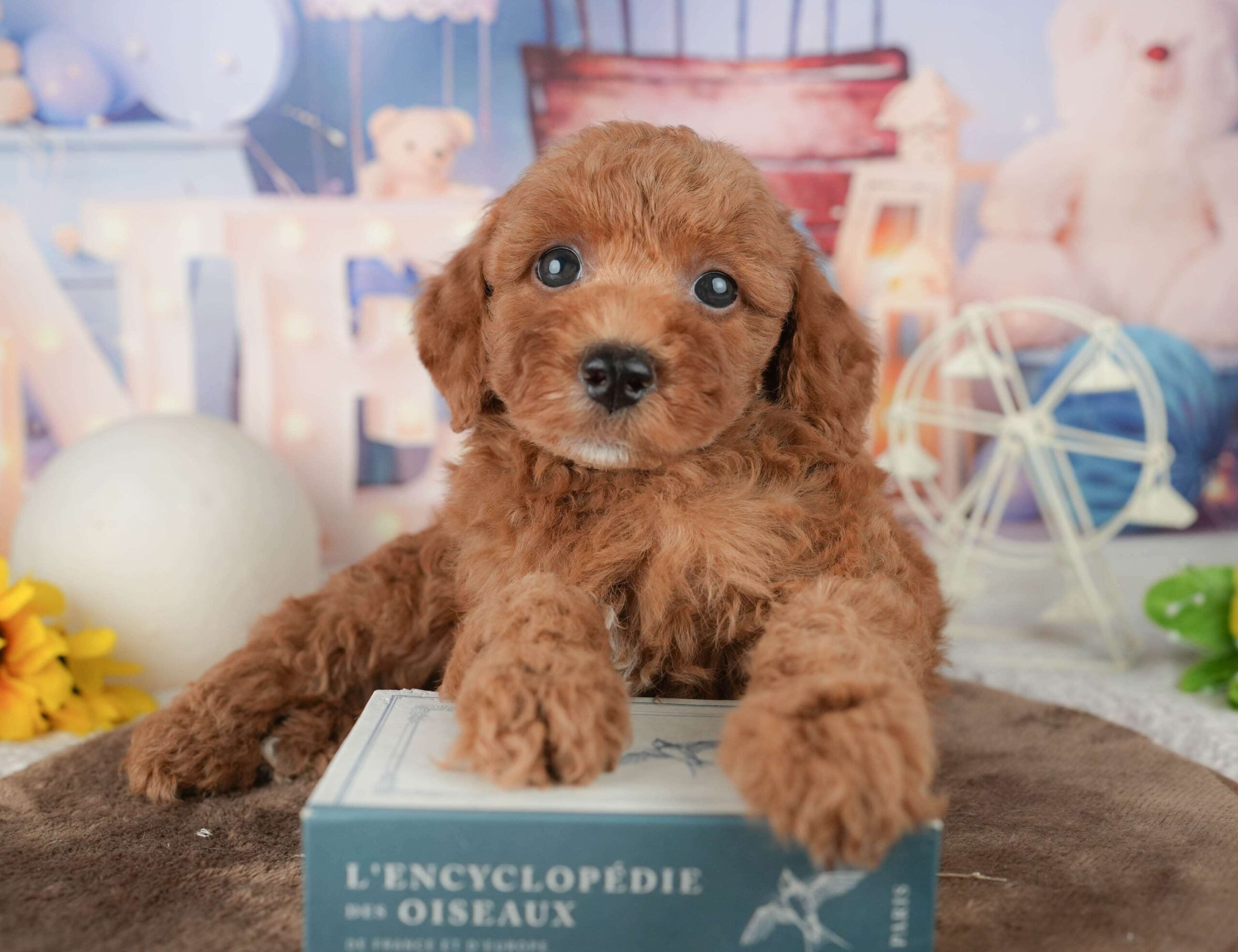 トイ・プードル | 男の子 | レッド | 2026年1月23日