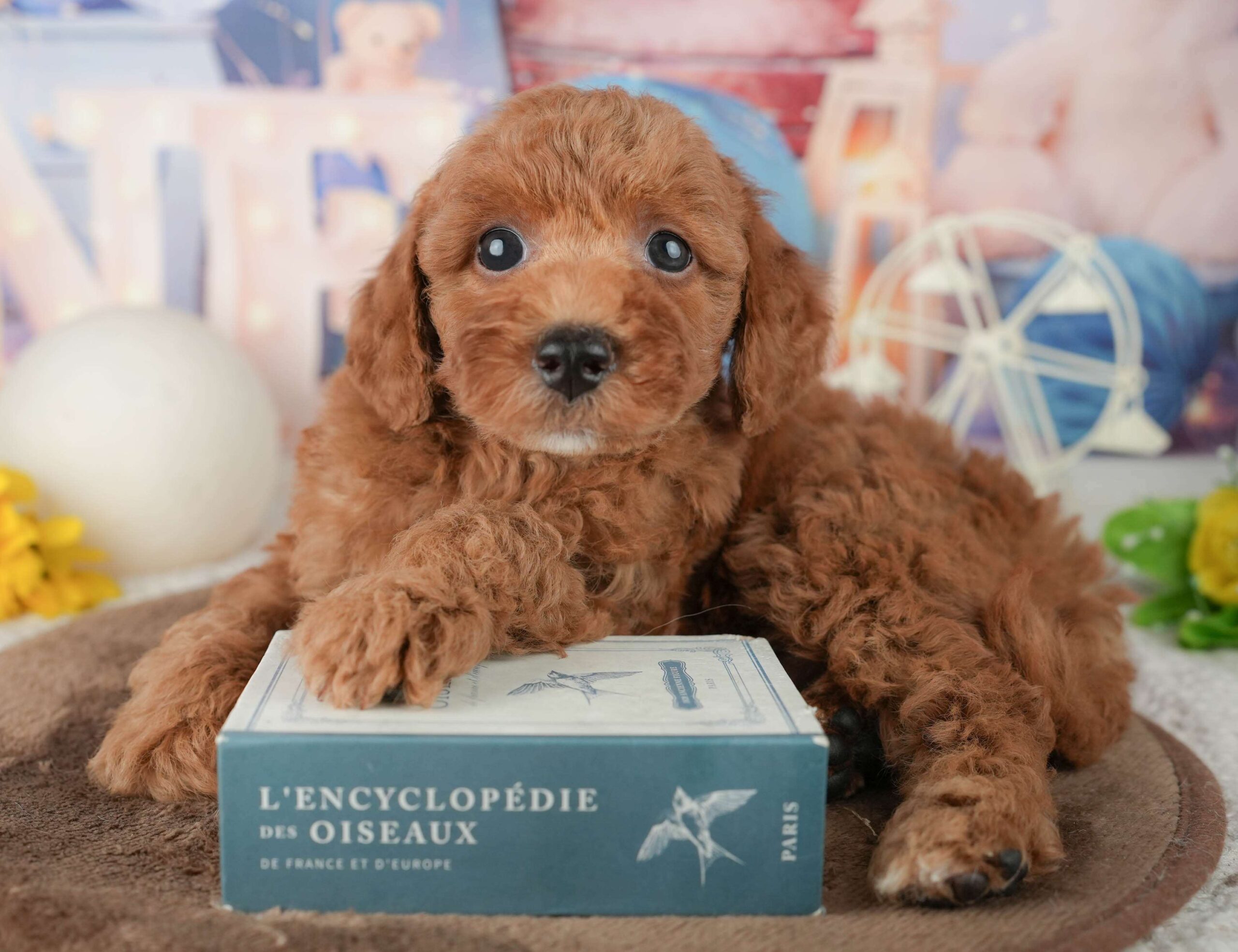 トイ・プードル | 男の子 | レッド | 2026年1月23日