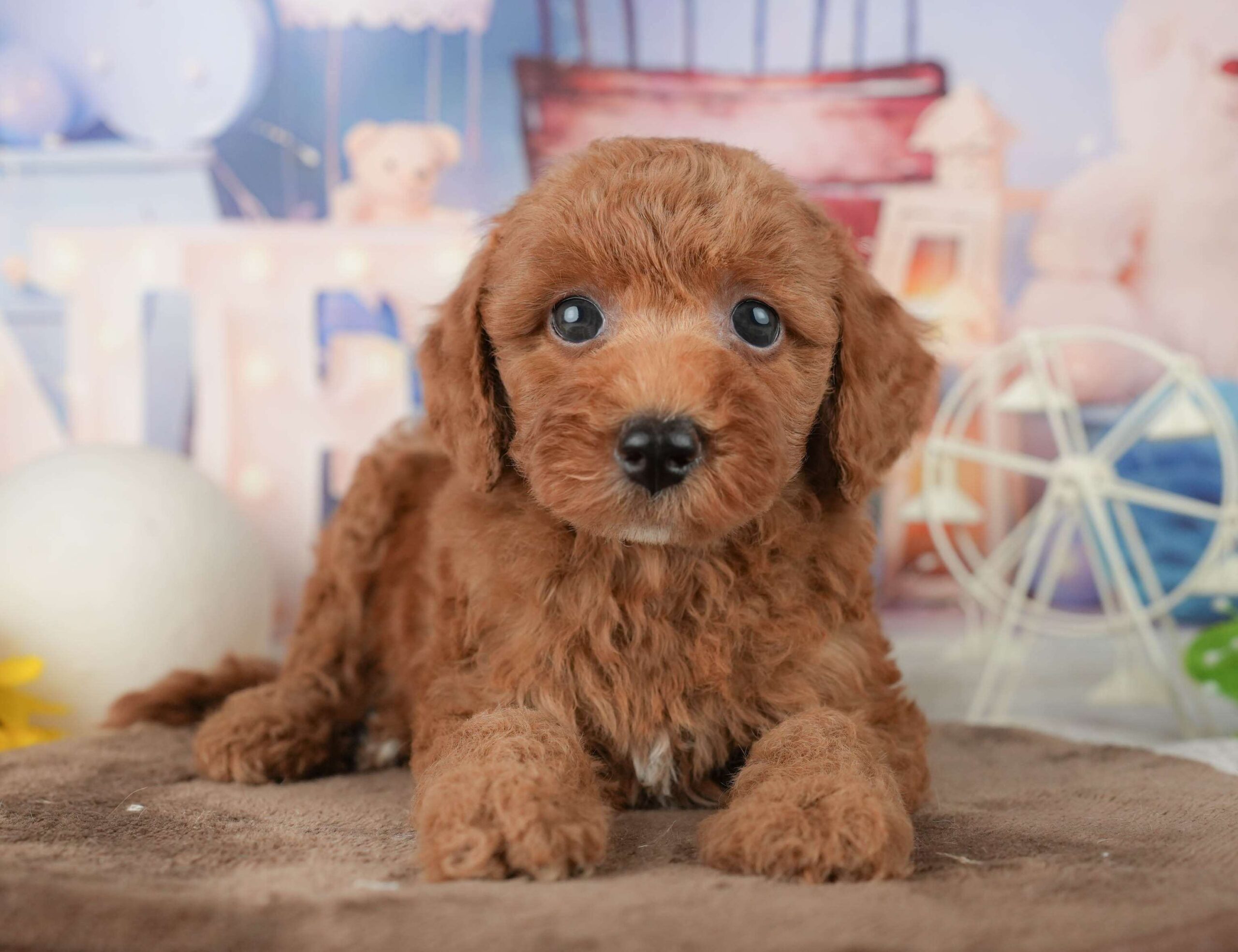 トイ・プードル | 男の子 | レッド | 2026年1月23日