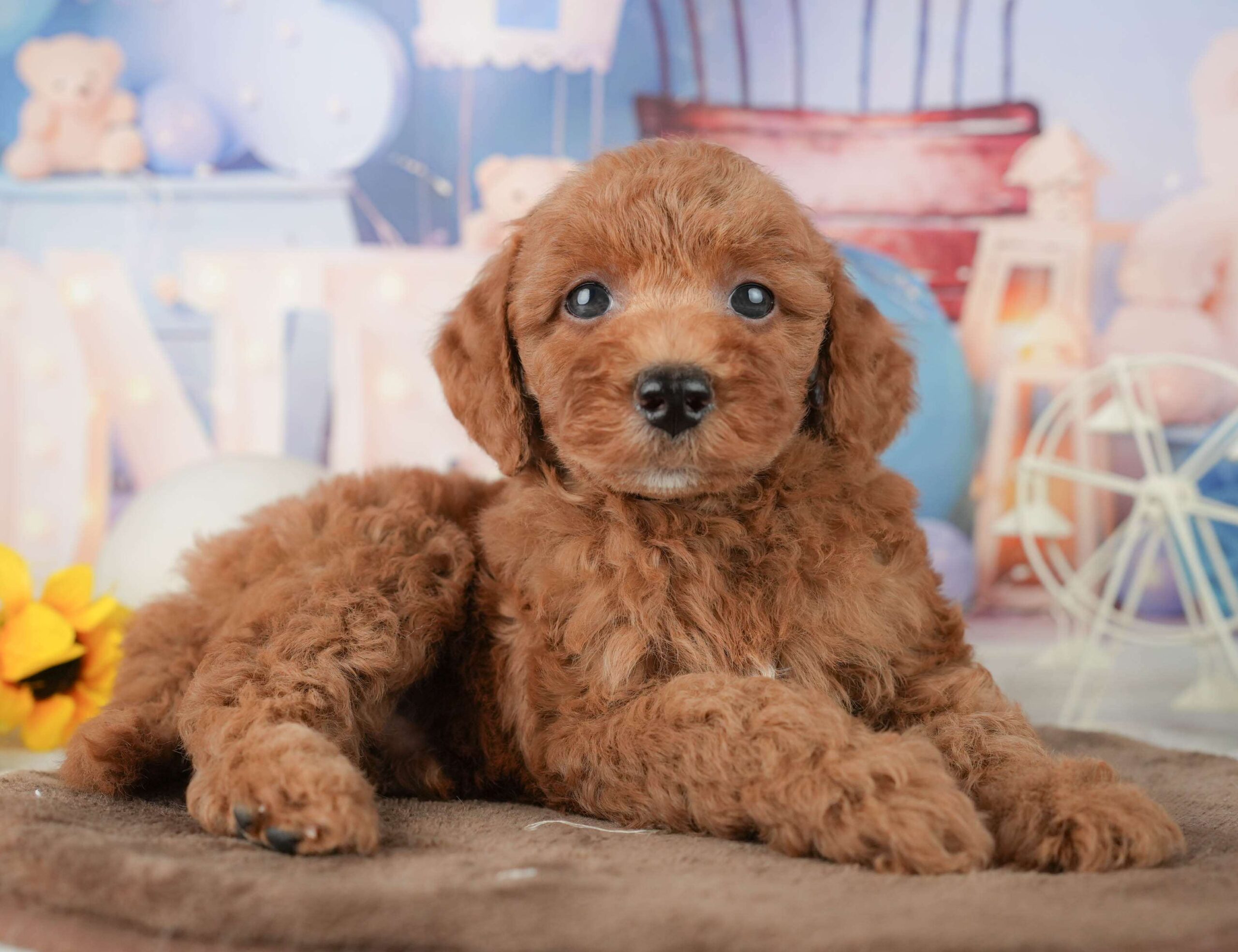 トイ・プードル | 男の子 | レッド | 2026年1月23日