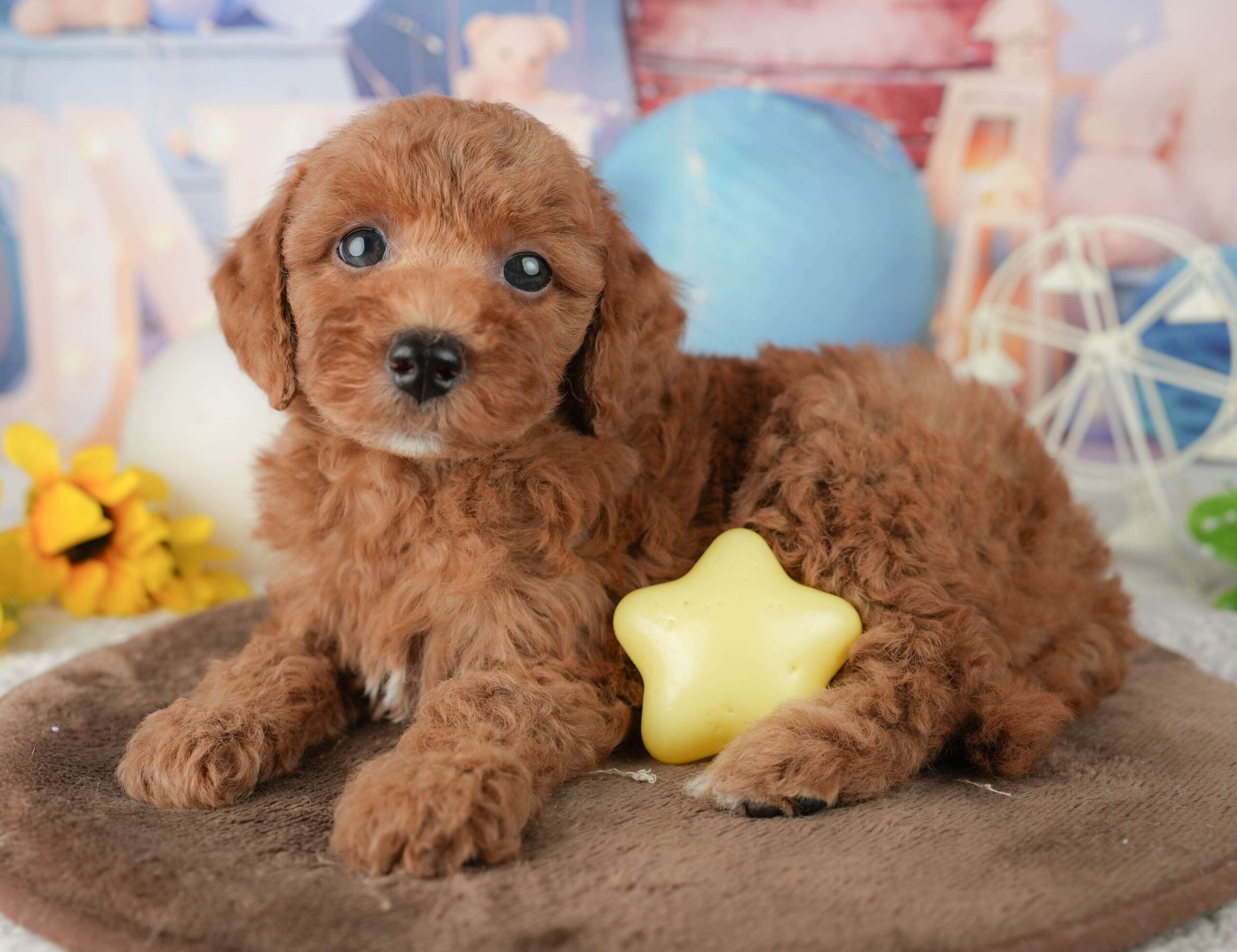 トイ・プードル | 男の子 | レッド | 2026年1月23日