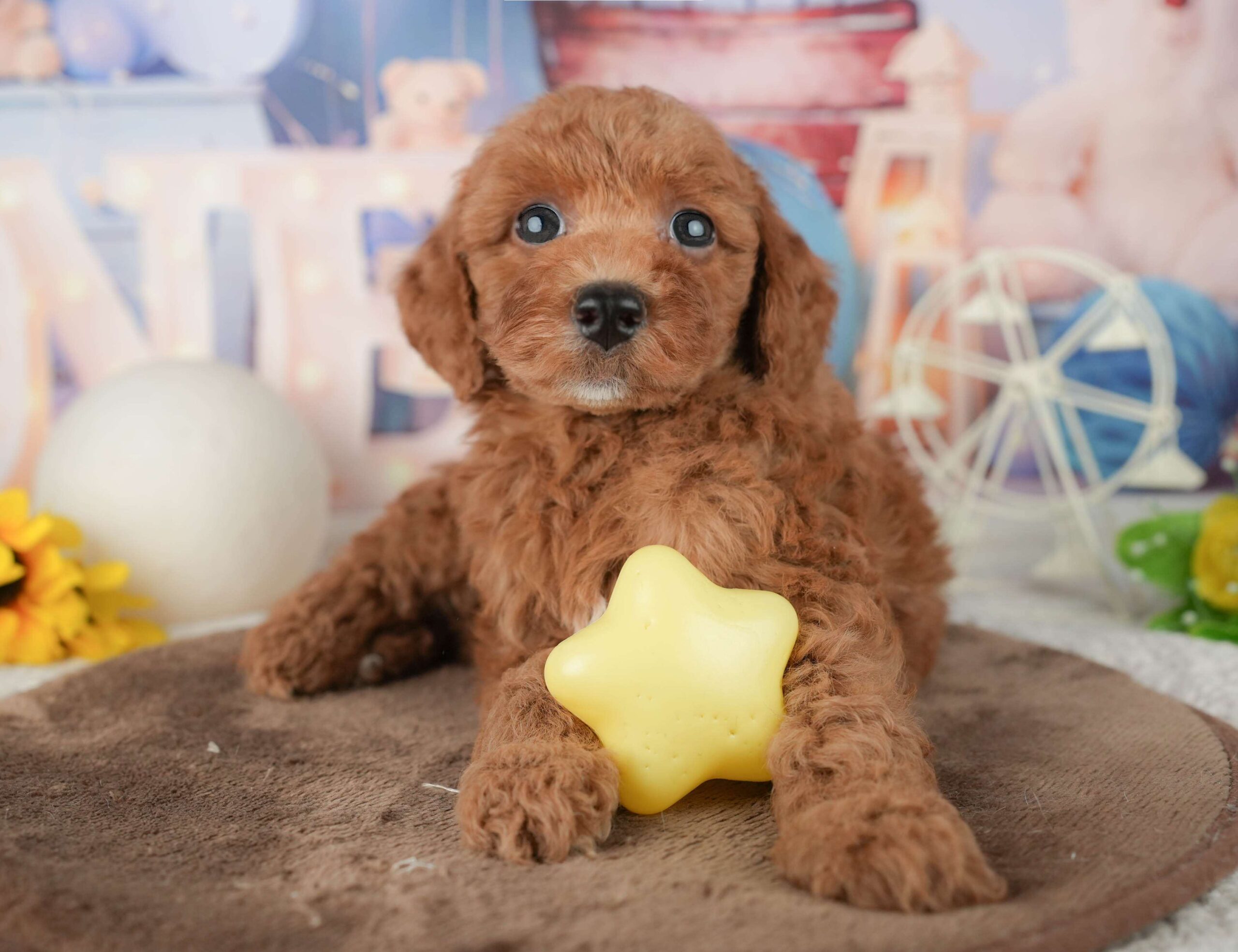 トイ・プードル | 男の子 | レッド | 2026年1月23日