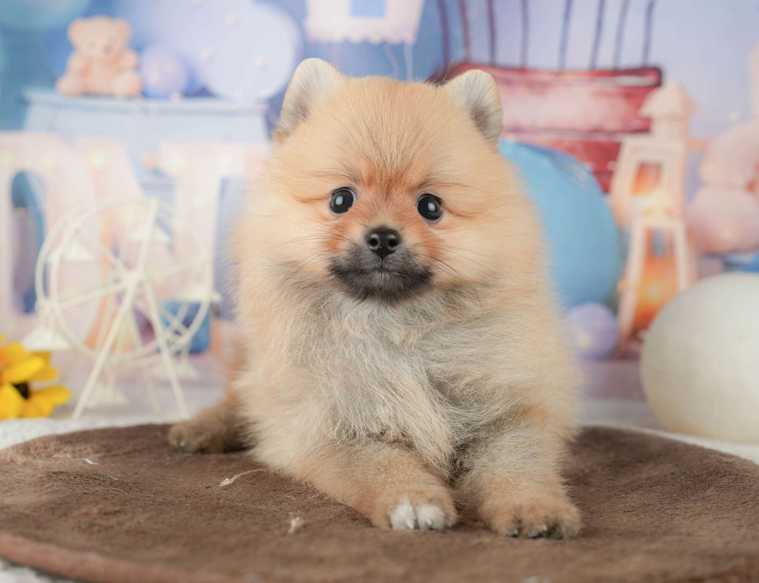 ポメラニアン | 男の子 | オレンジ | 2026年1月23日