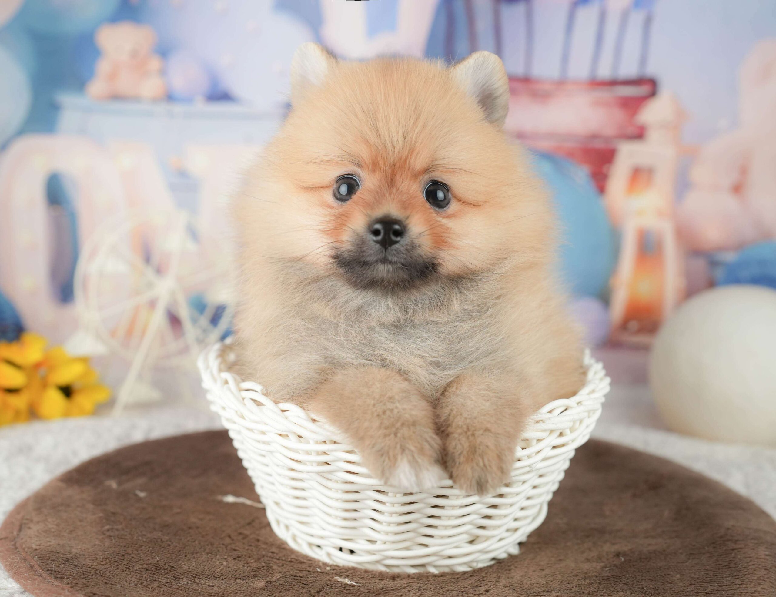 ポメラニアン | 男の子 | オレンジ | 2026年1月23日