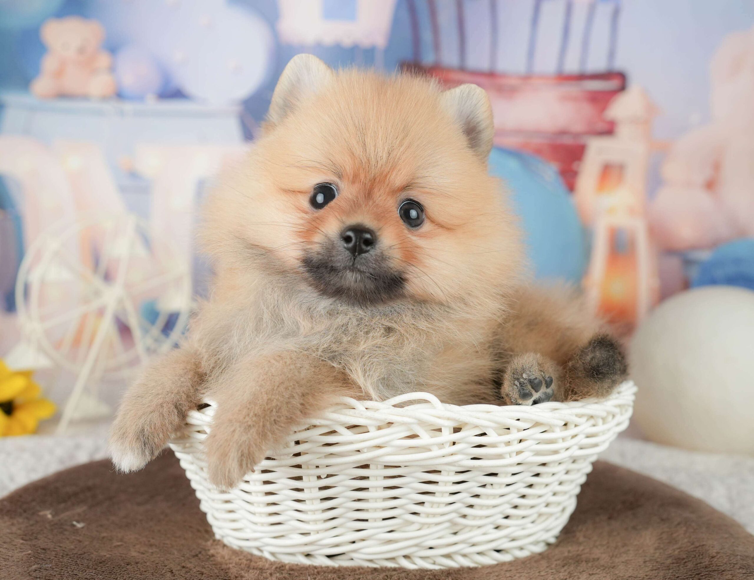 ポメラニアン | 男の子 | オレンジ | 2026年1月23日