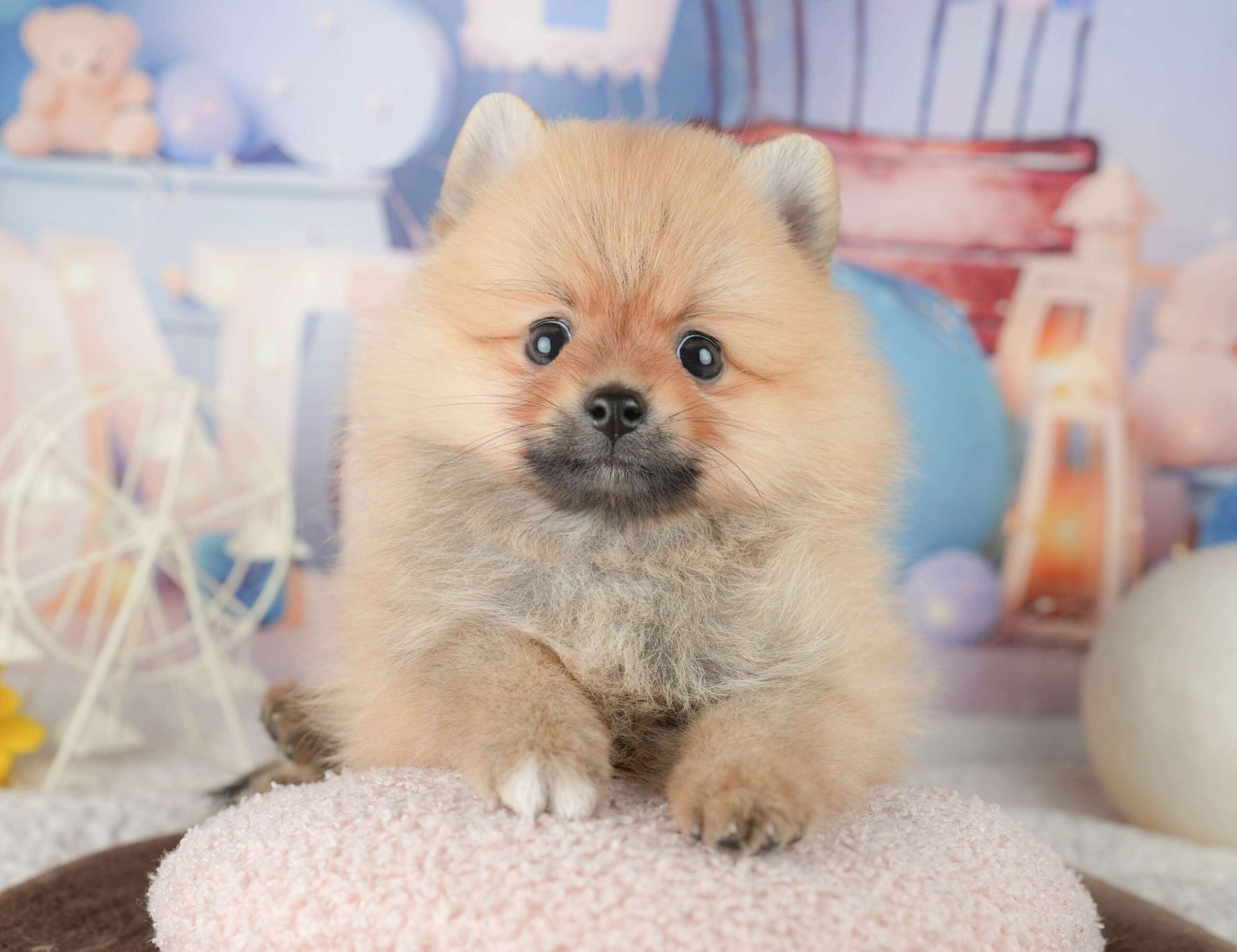 ポメラニアン | 男の子 | オレンジ | 2026年1月23日