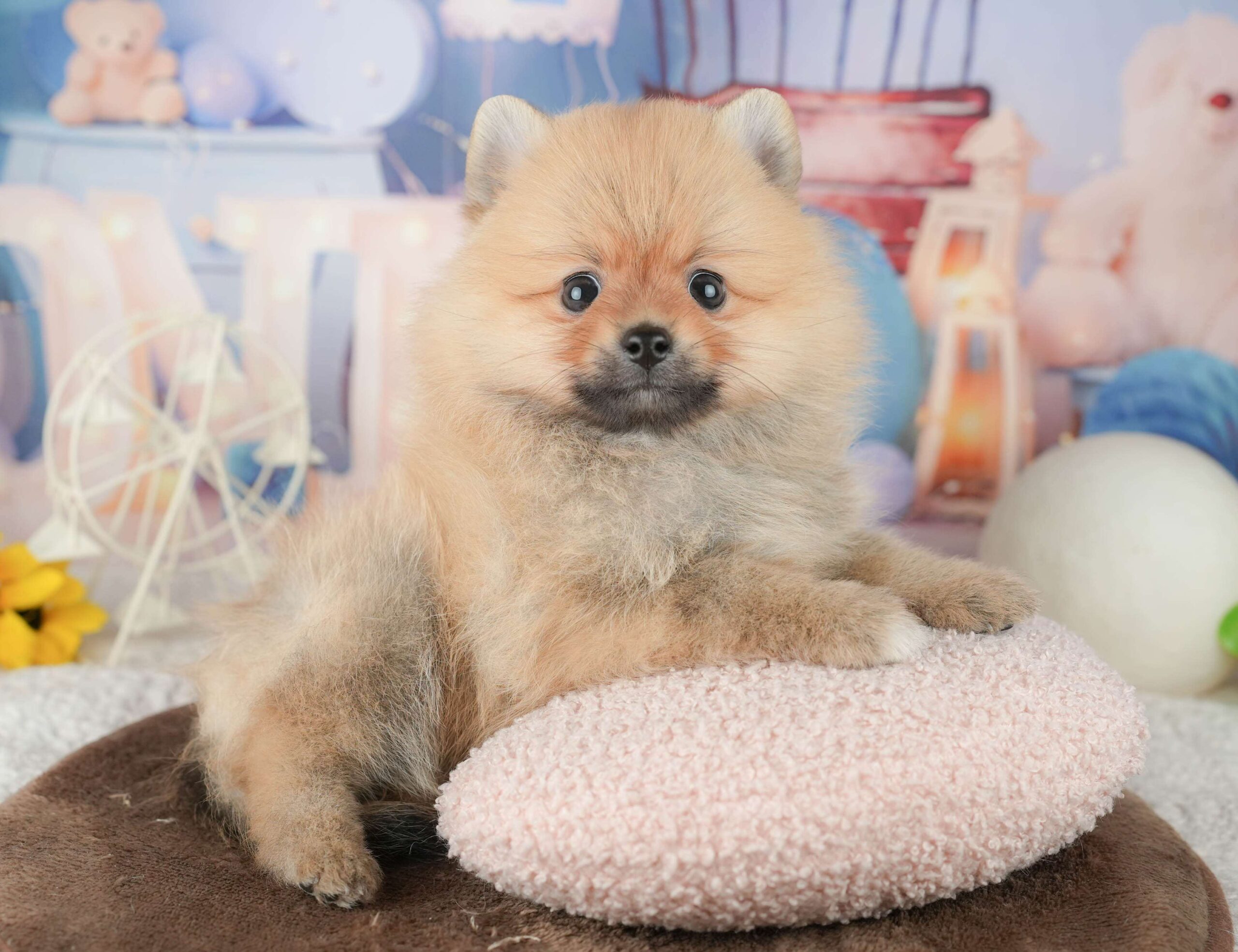 ポメラニアン | 男の子 | オレンジ | 2026年1月23日