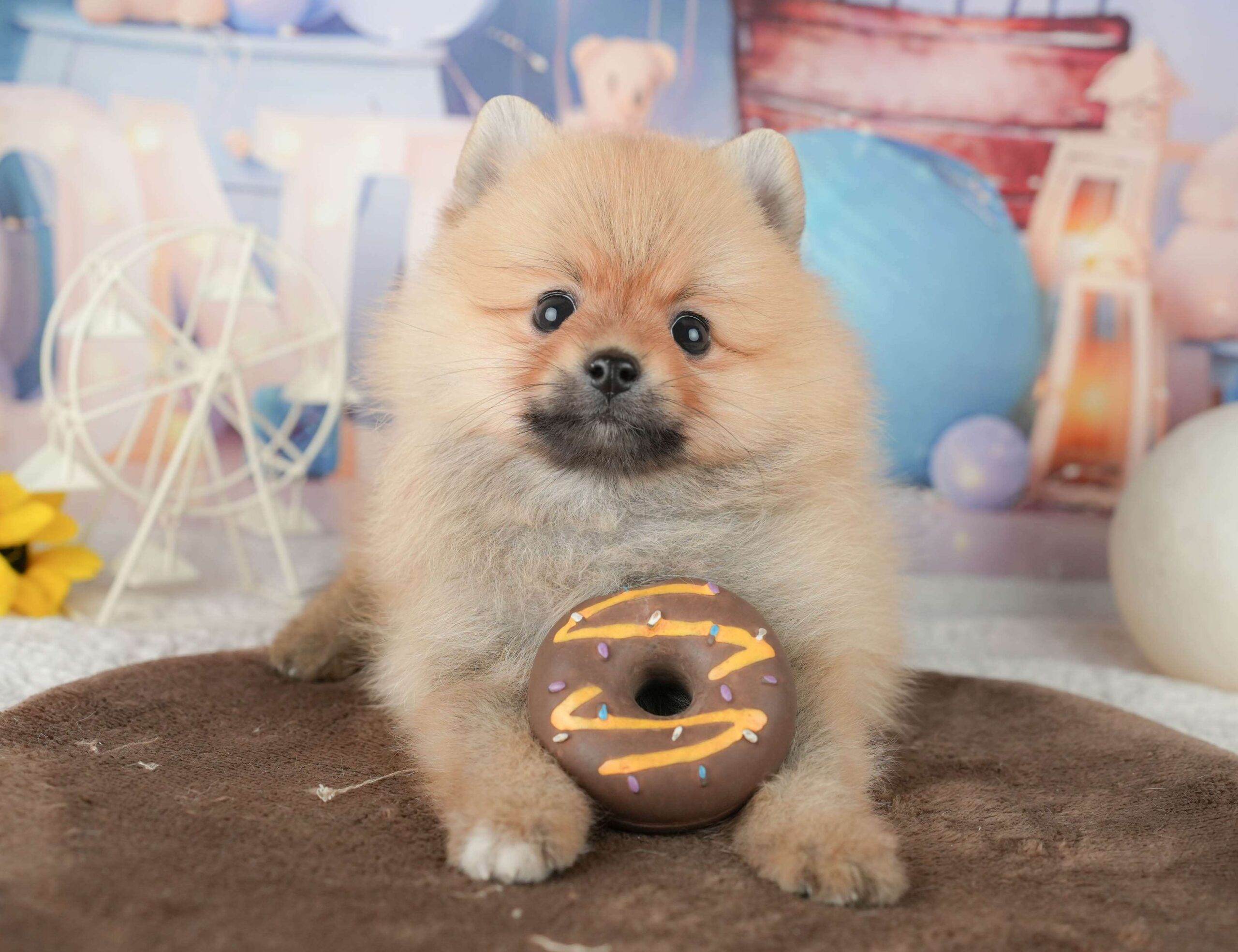 ポメラニアン | 男の子 | オレンジ | 2026年1月23日