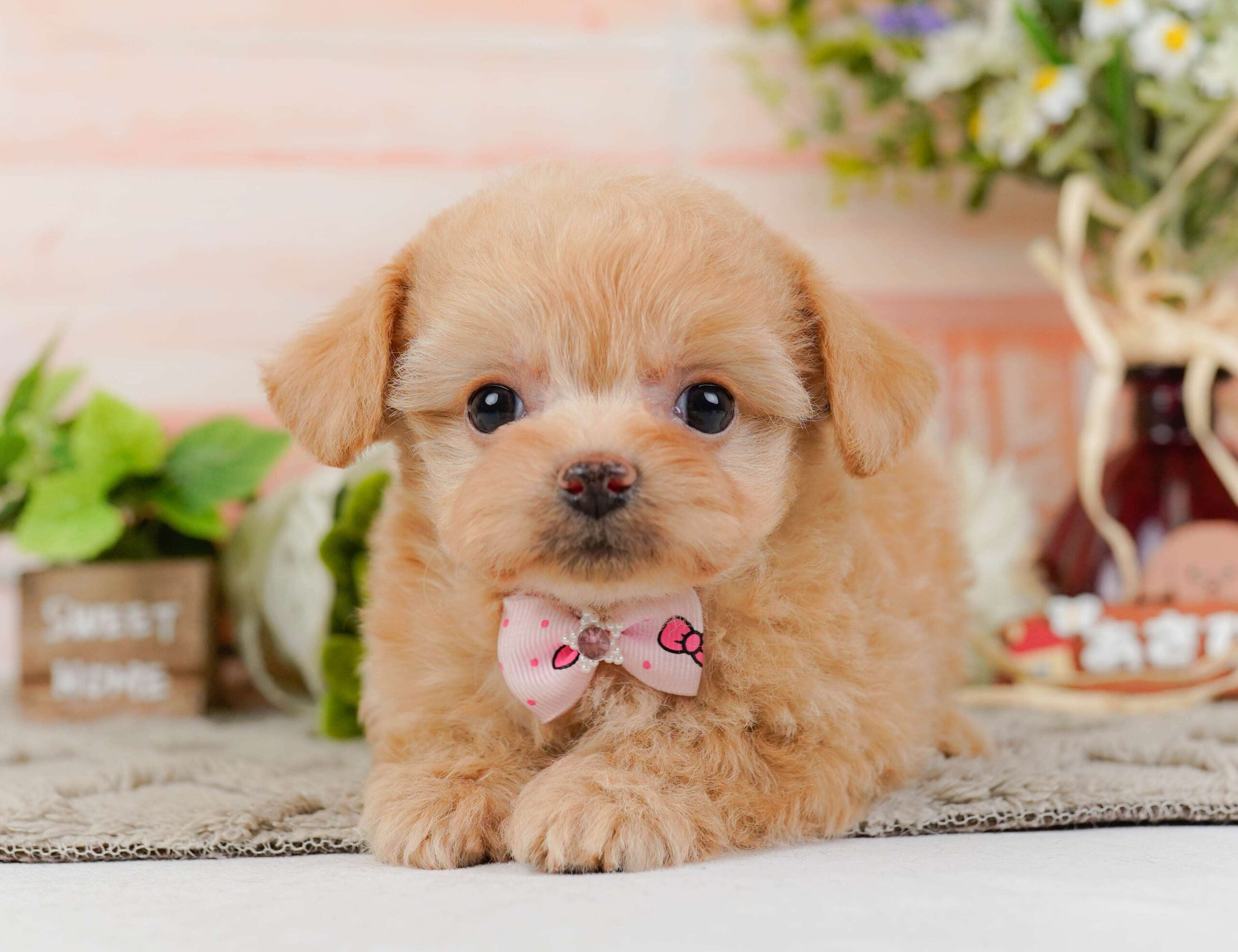 チワプー | 女の子 | アプリコット | 2026年1月23日