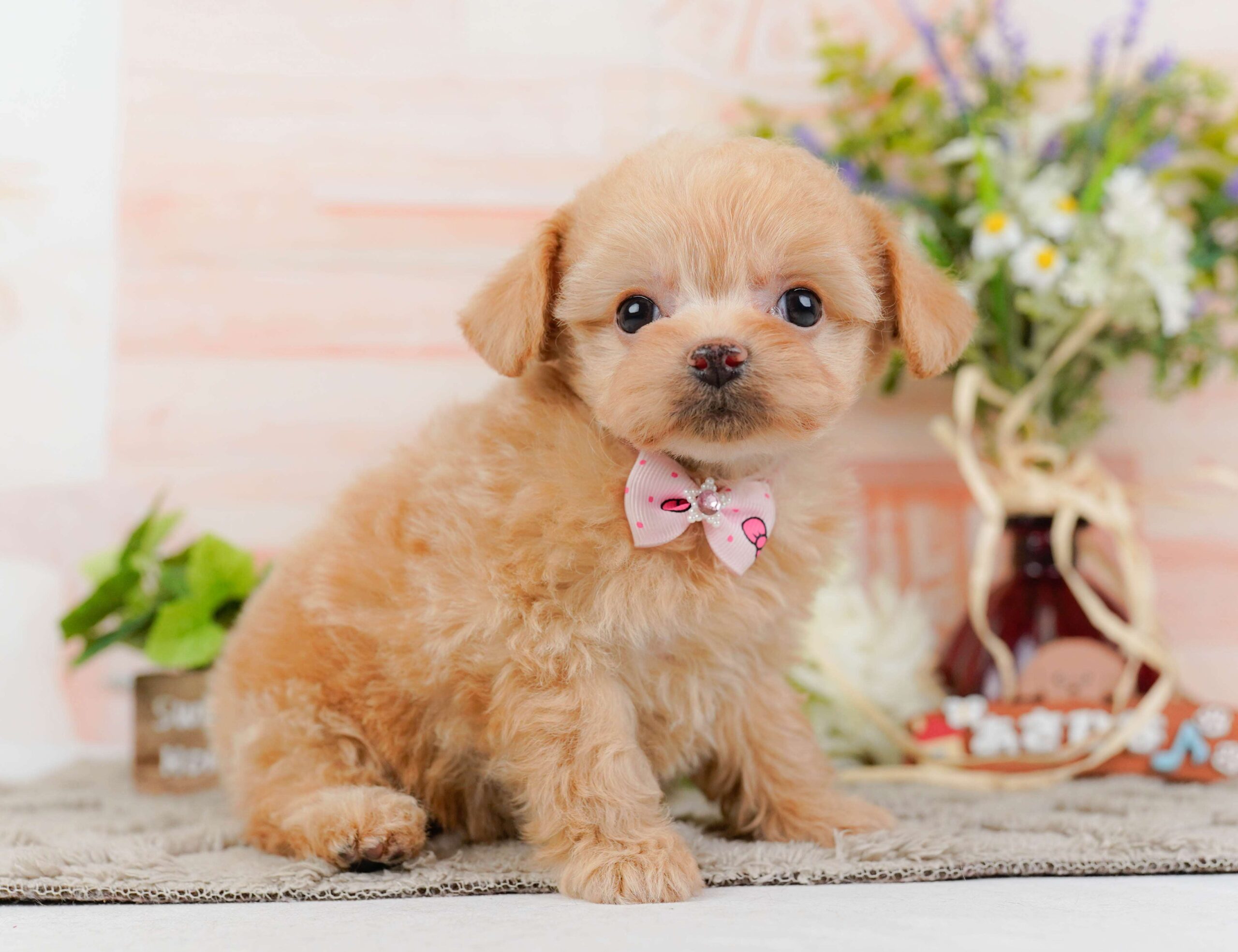 チワプー | 女の子 | アプリコット | 2026年1月23日