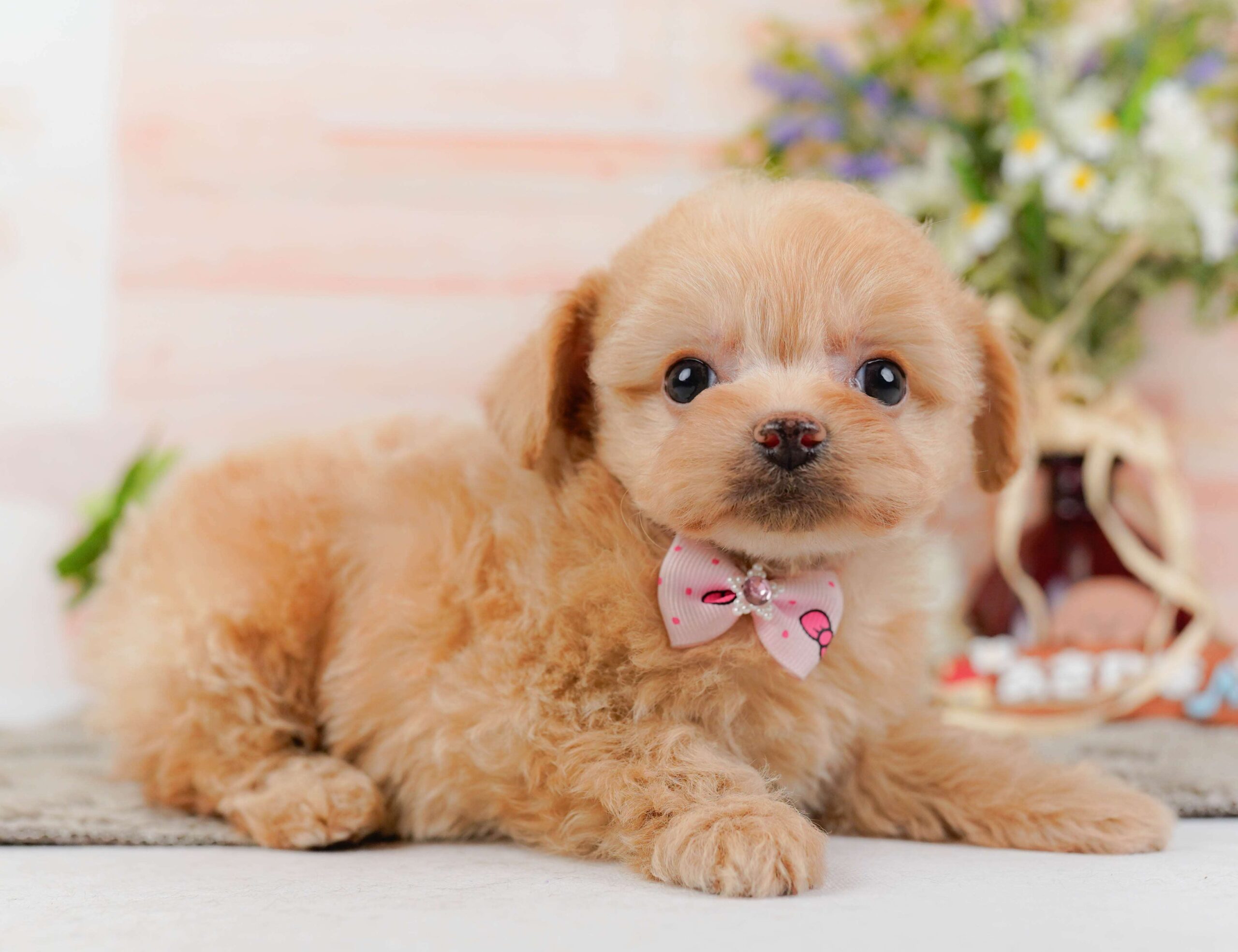 チワプー | 女の子 | アプリコット | 2026年1月23日