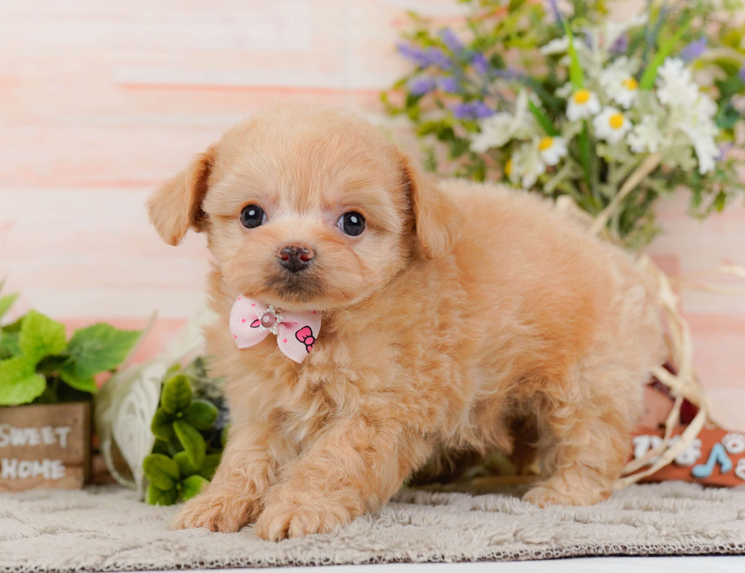 チワプー | 女の子 | アプリコット | 2026年1月23日