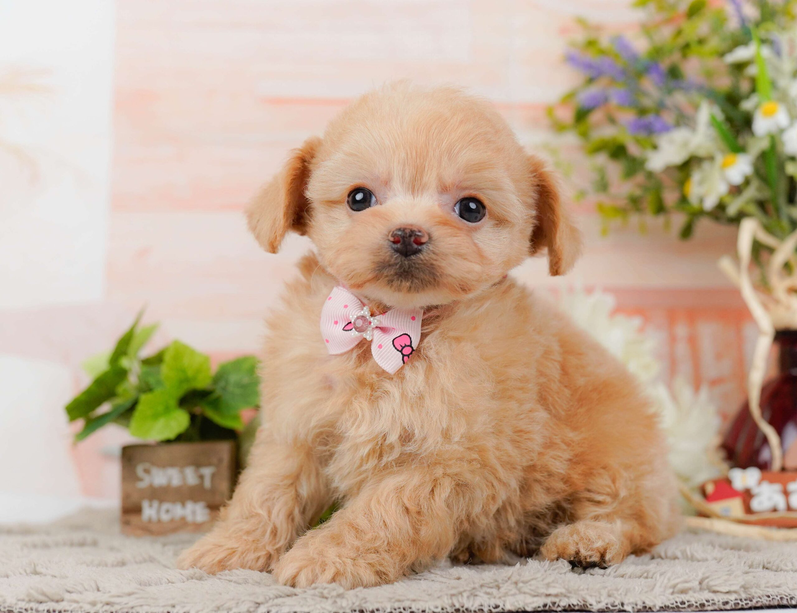 チワプー | 女の子 | アプリコット | 2026年1月23日