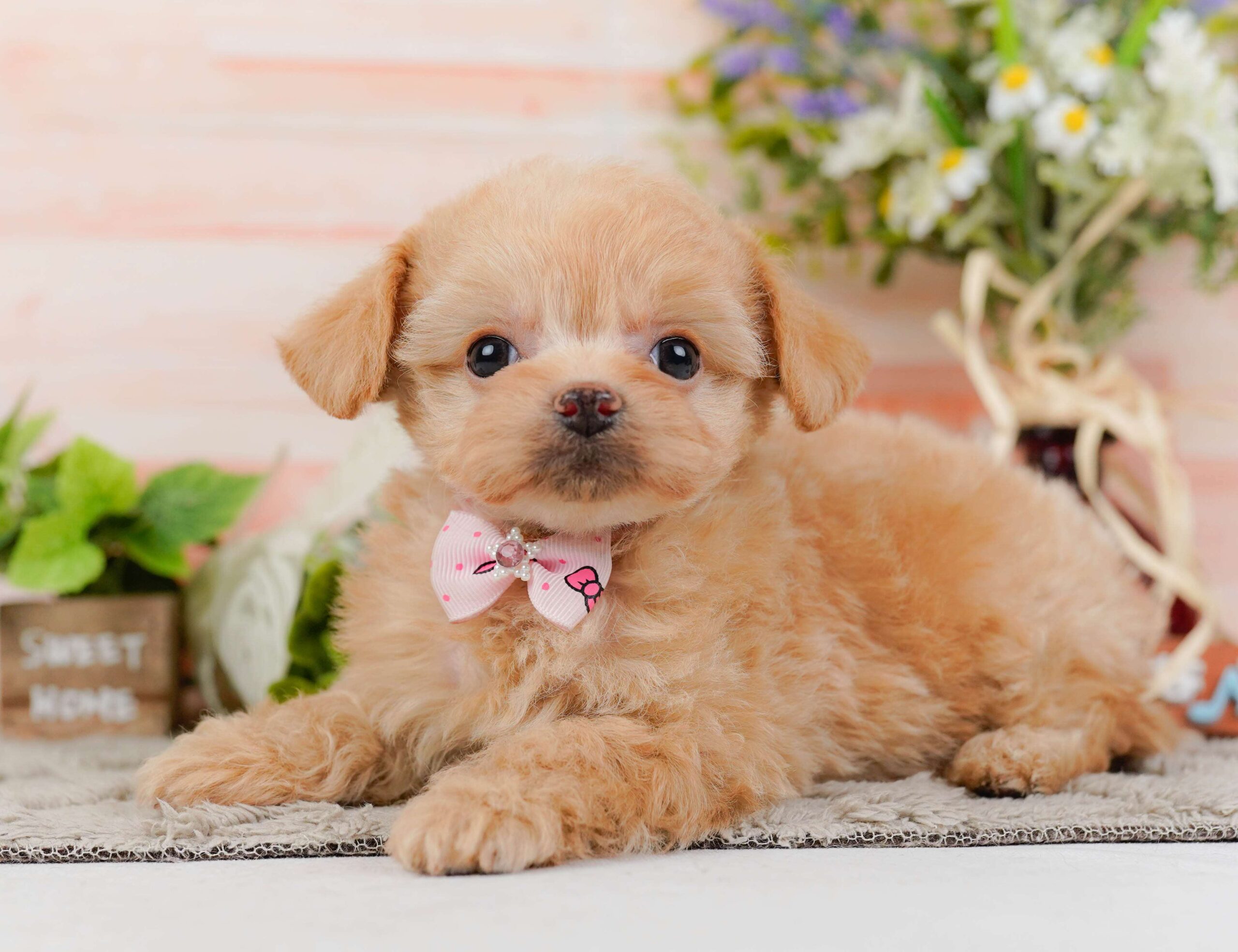 チワプー | 女の子 | アプリコット | 2026年1月23日