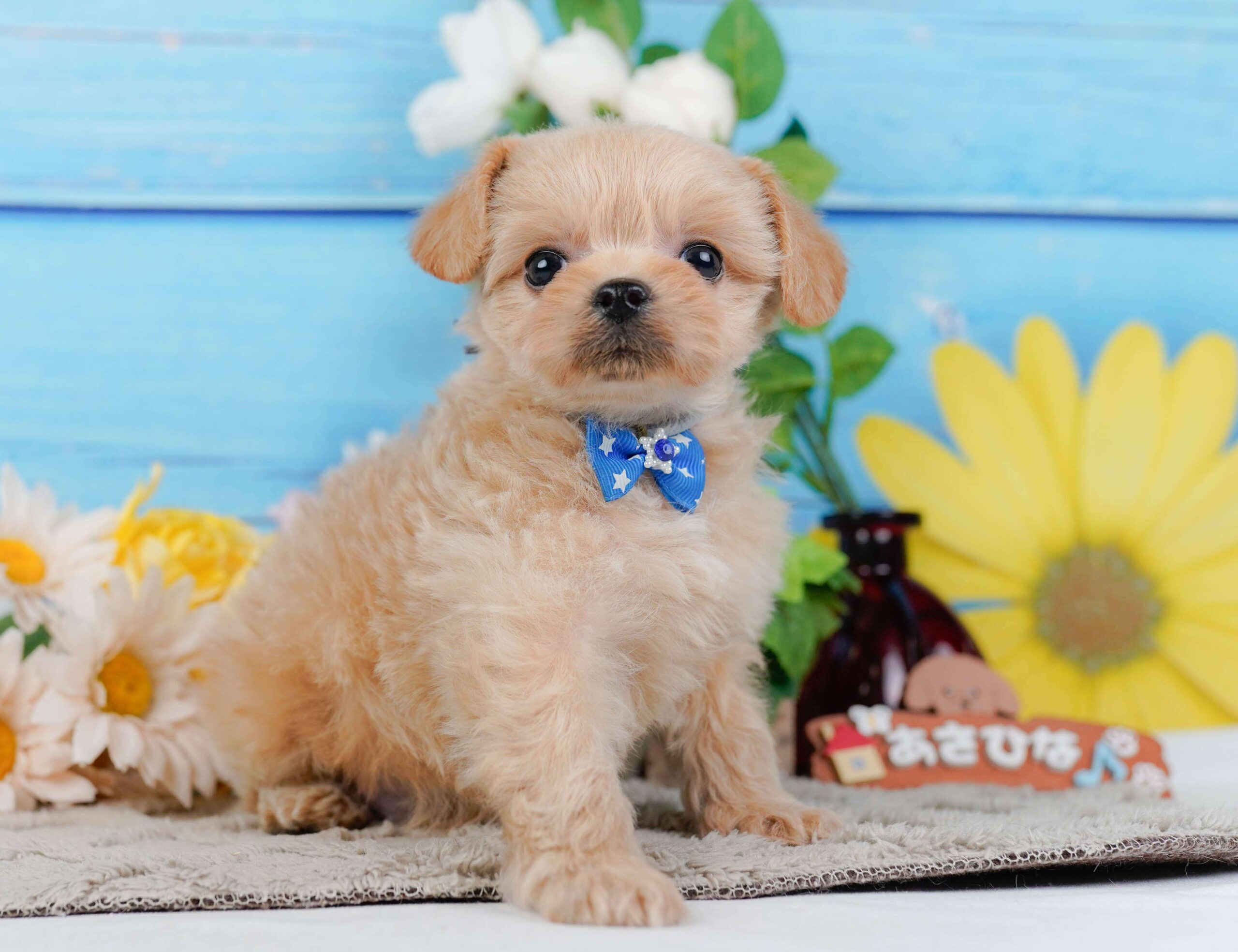 チワプー | 男の子 | アプリコット | 2026年1月23日