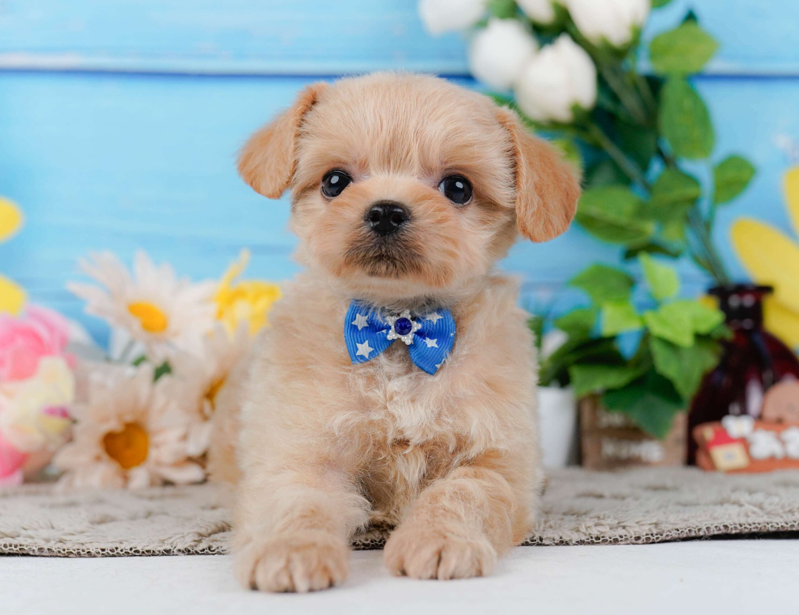 チワプー | 男の子 | アプリコット | 2026年1月23日