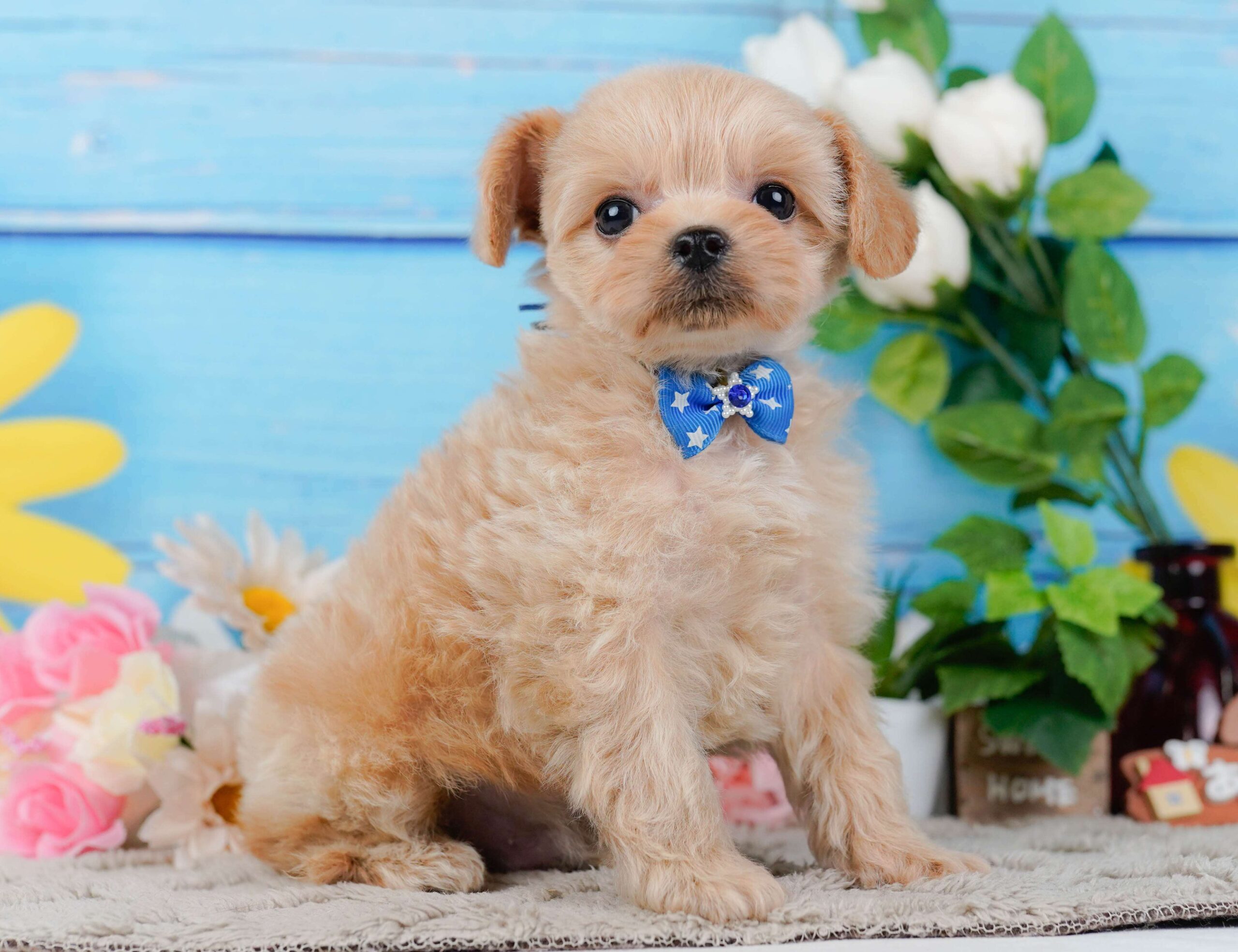 チワプー | 男の子 | アプリコット | 2026年1月23日
