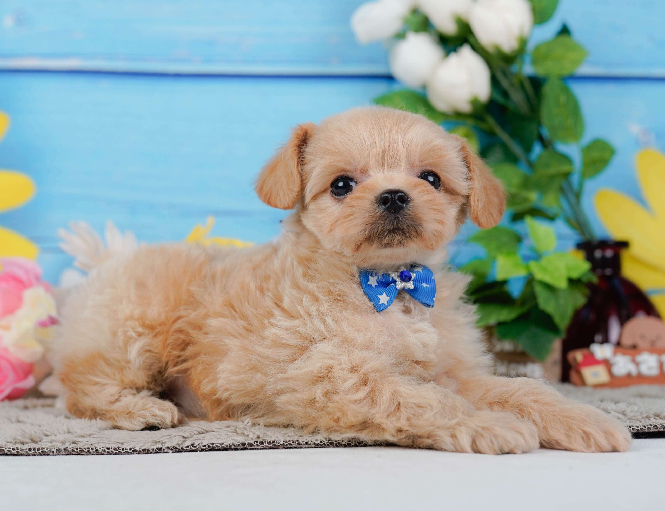 チワプー | 男の子 | アプリコット | 2026年1月23日