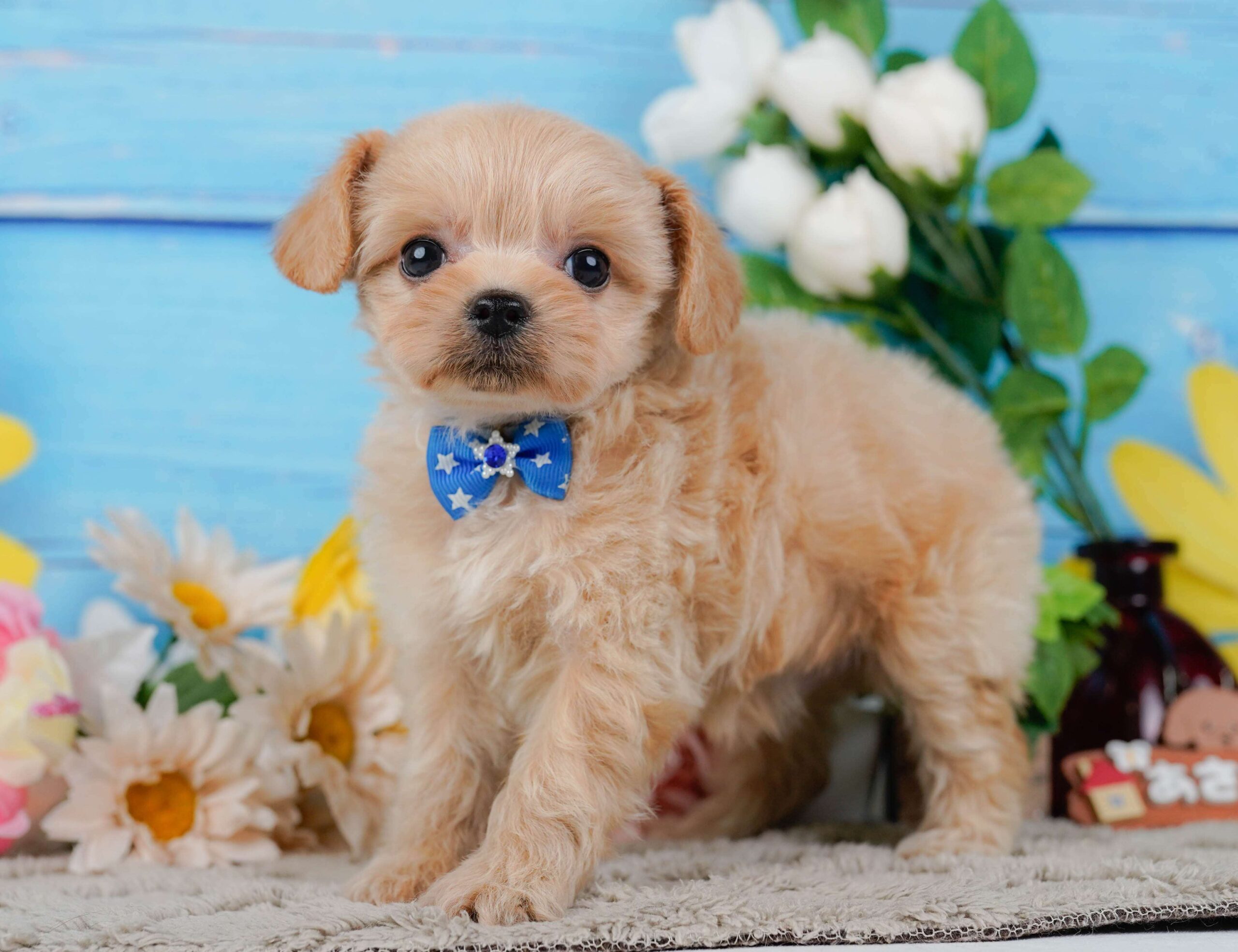 チワプー | 男の子 | アプリコット | 2026年1月23日