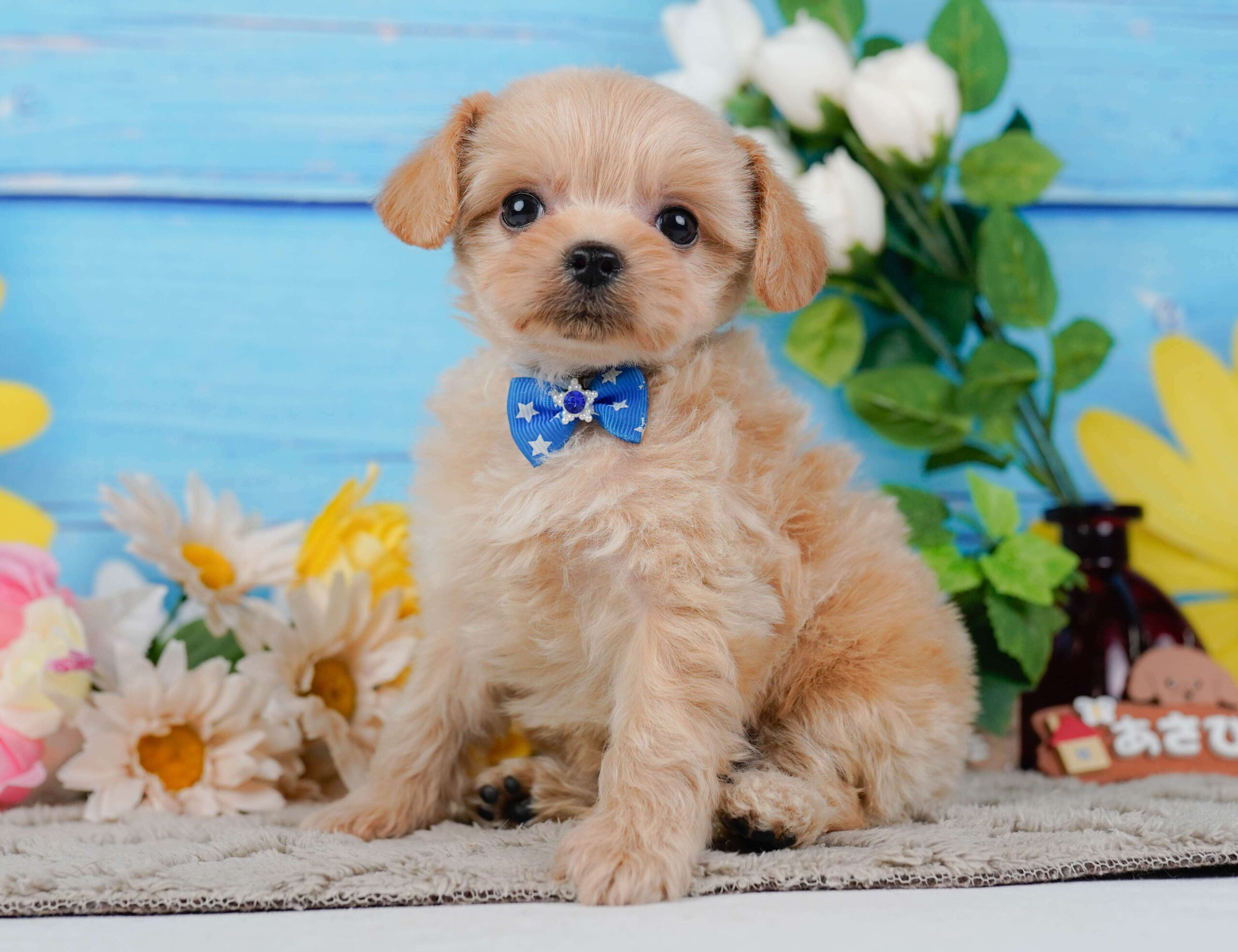 チワプー | 男の子 | アプリコット | 2026年1月23日