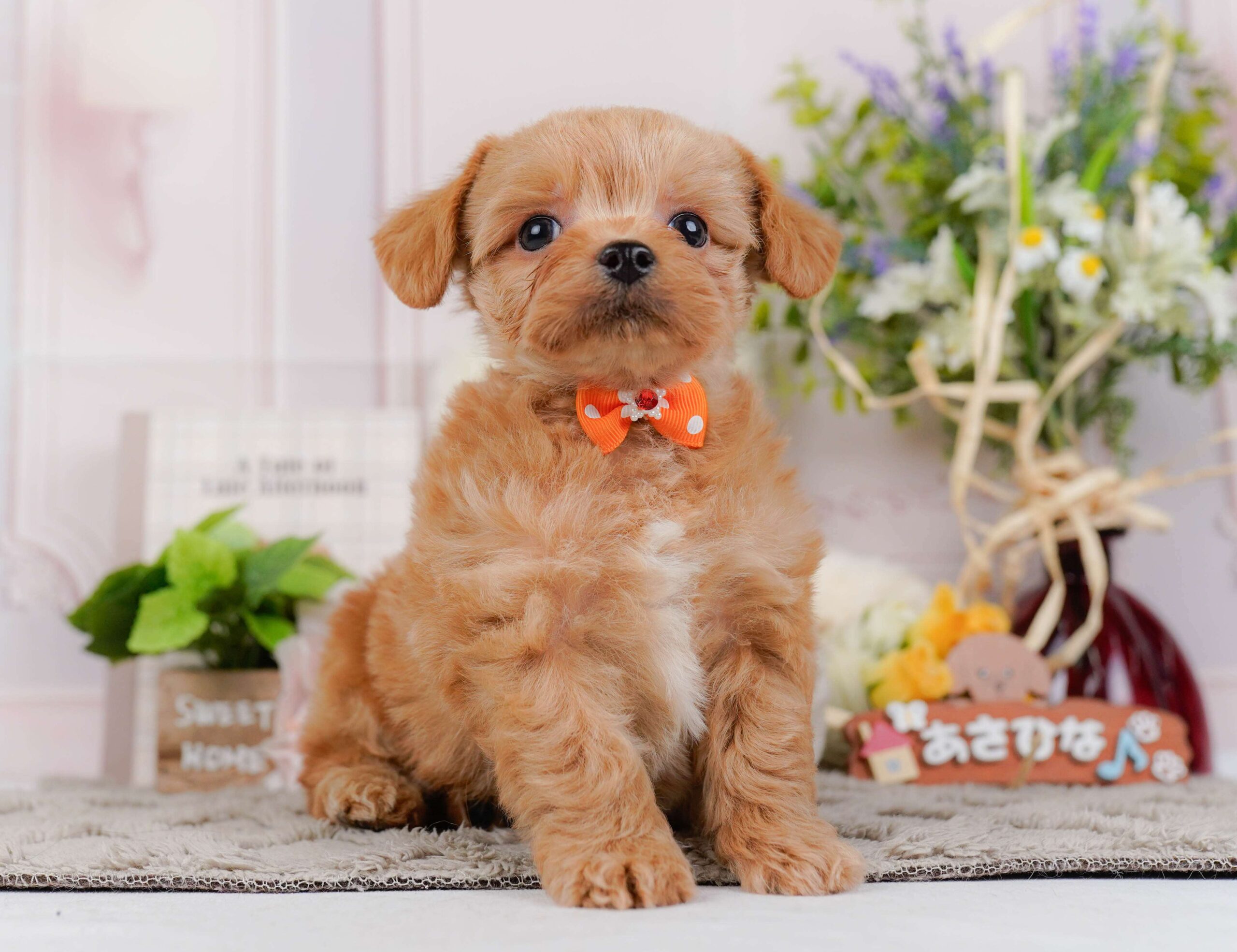 チワプー | 男の子 | アプリコット | 2026年1月23日