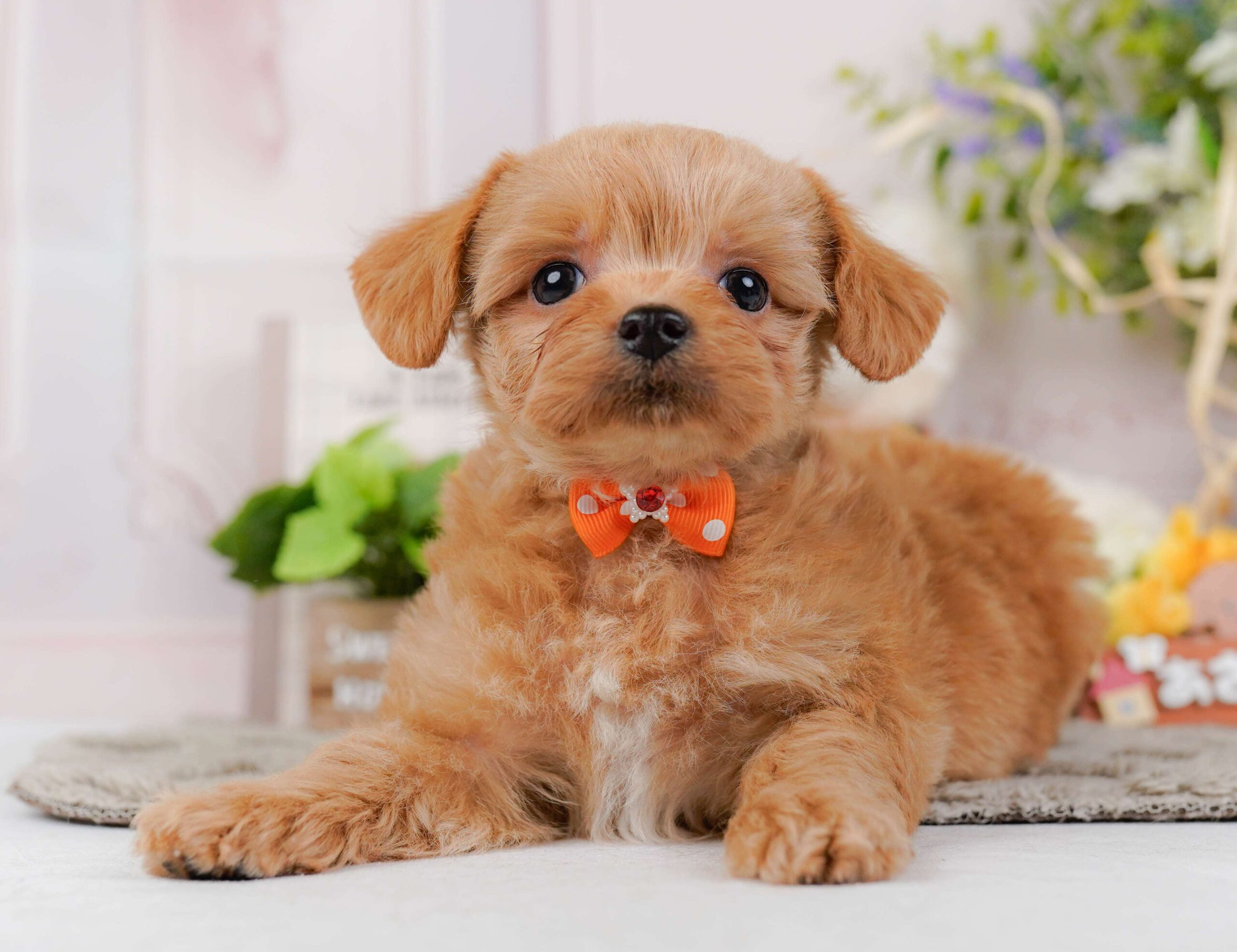 チワプー | 男の子 | アプリコット | 2026年1月23日