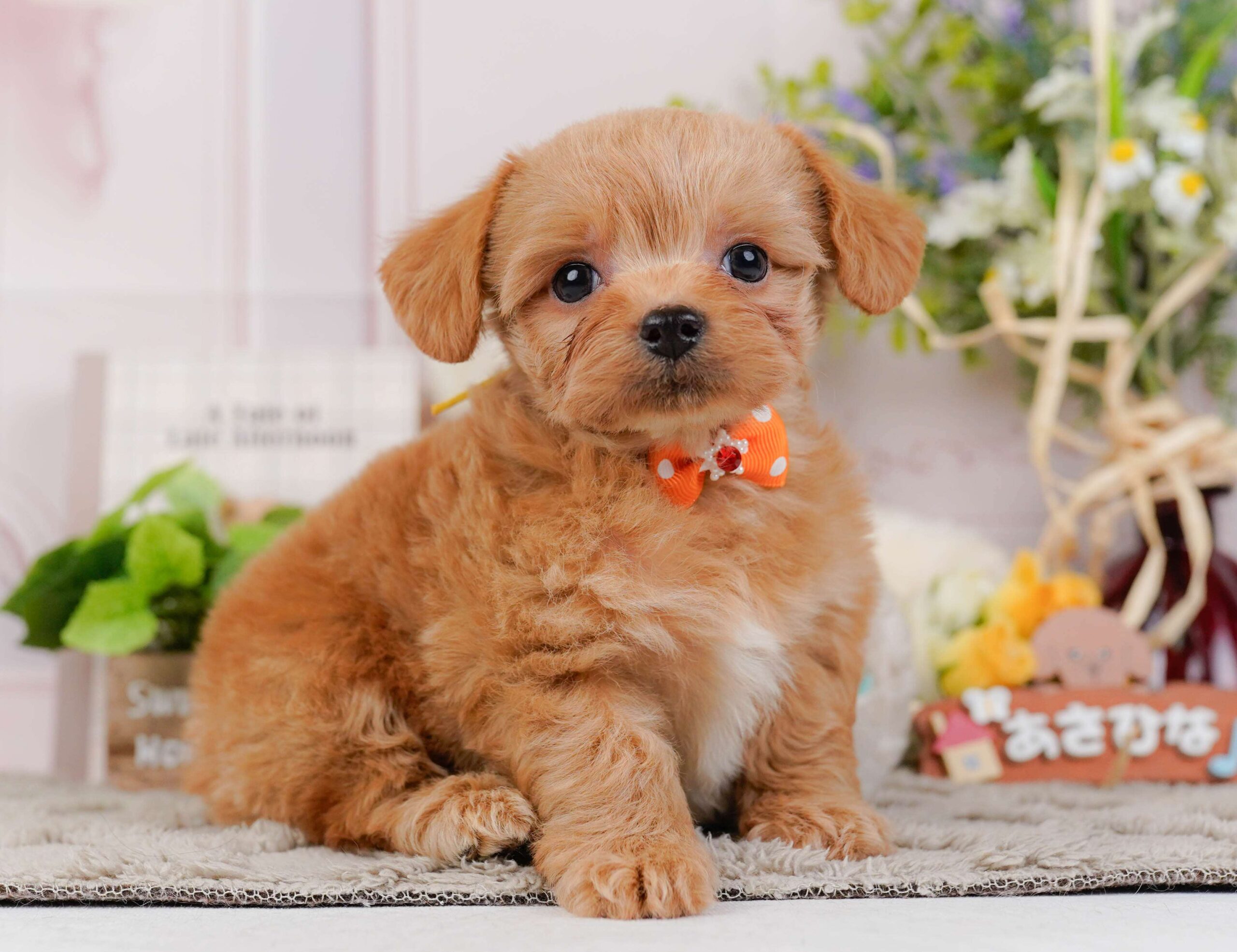 チワプー | 男の子 | アプリコット | 2026年1月23日
