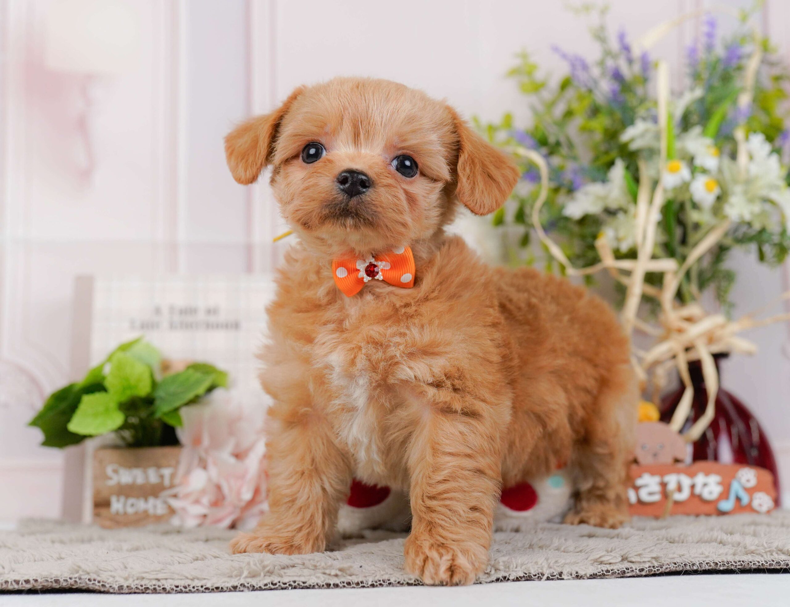 チワプー | 男の子 | アプリコット | 2026年1月23日