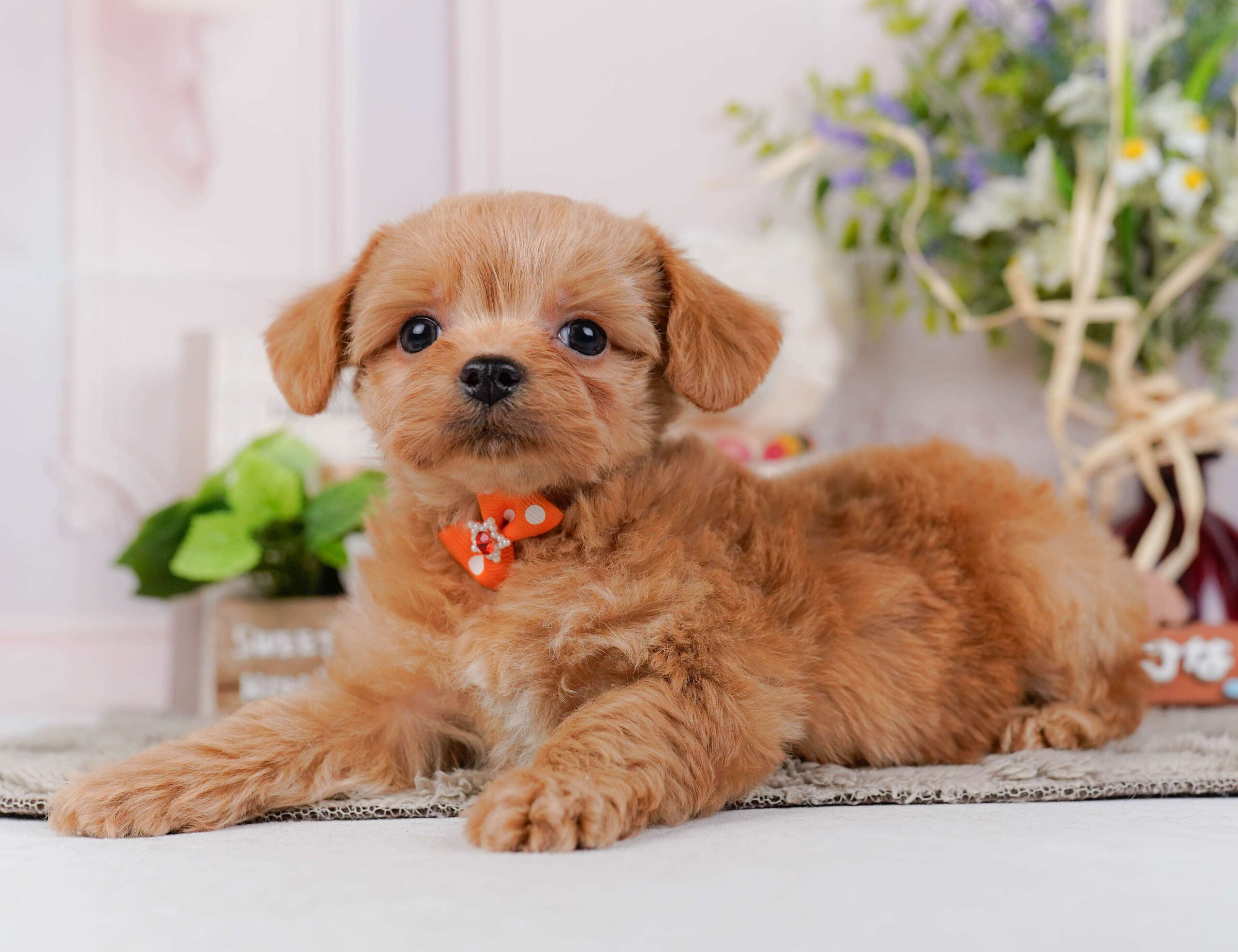 チワプー | 男の子 | アプリコット | 2026年1月23日