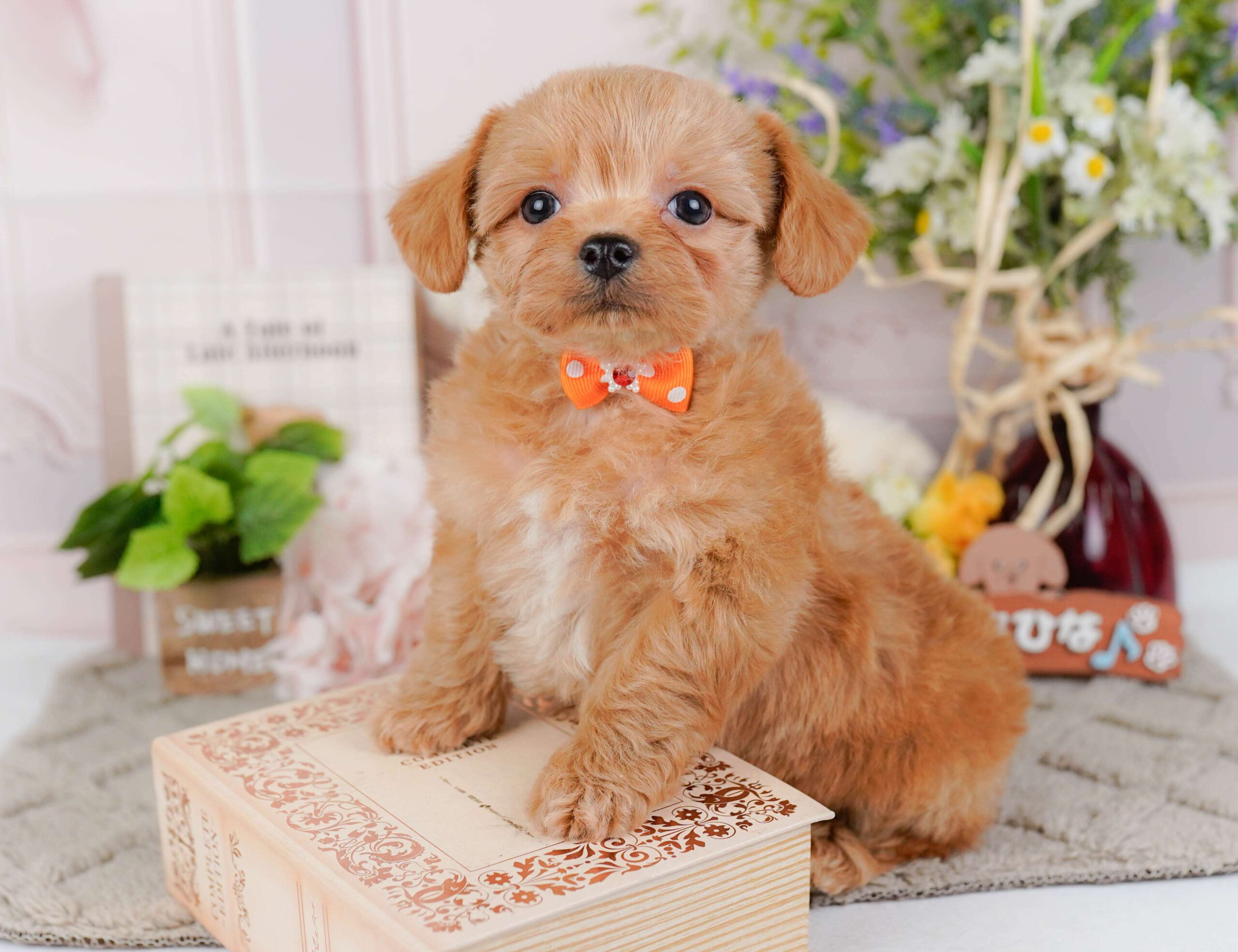 チワプー | 男の子 | アプリコット | 2026年1月23日